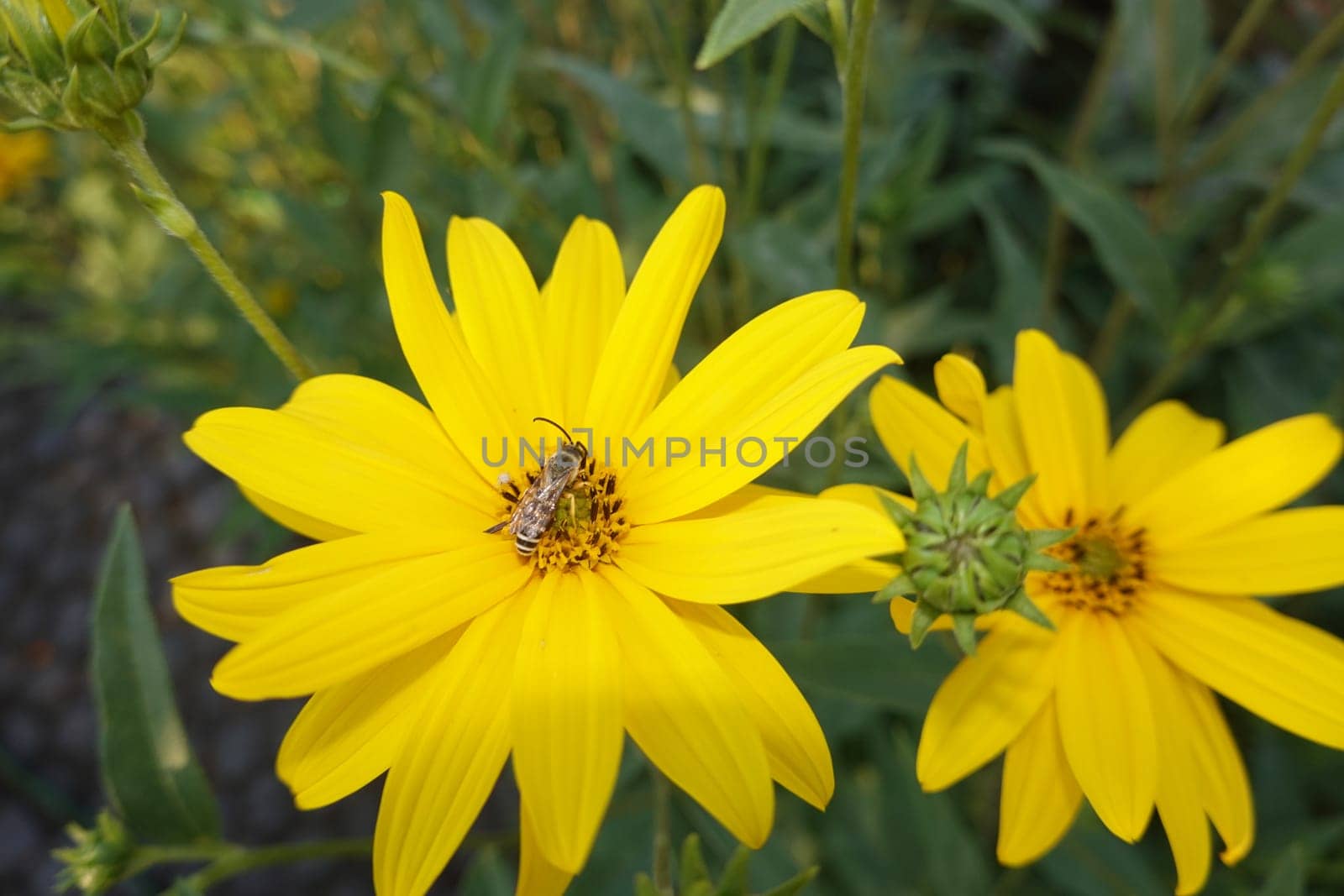 männliche Gelbbindige Furchenbiene (Halictus scabiosae) auf der Blüte einer Topinambur (Helianthus tuberosus)