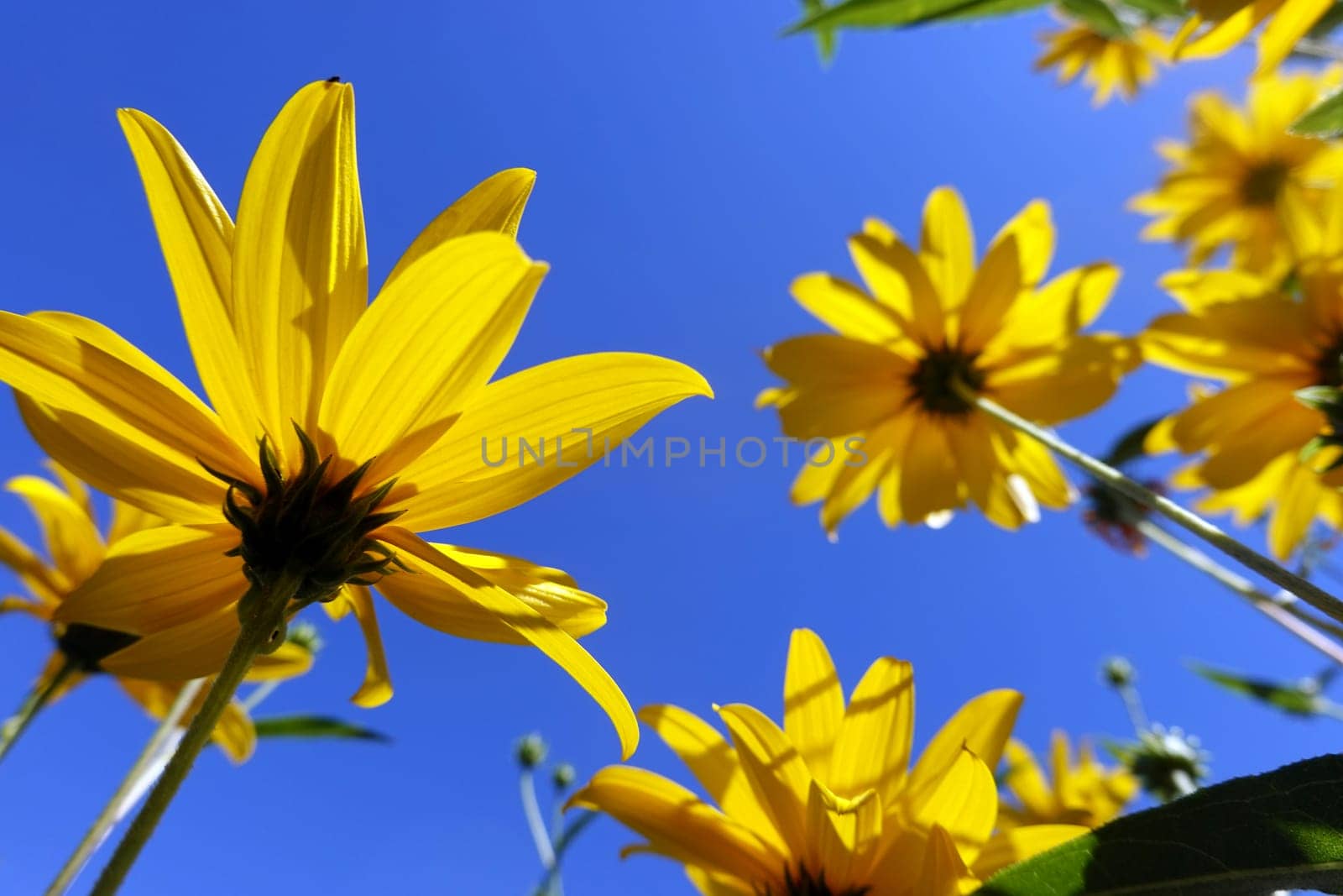 Topinambur (Helianthus tuberosus) - blühende Pflanze in einem naturnahen Garten