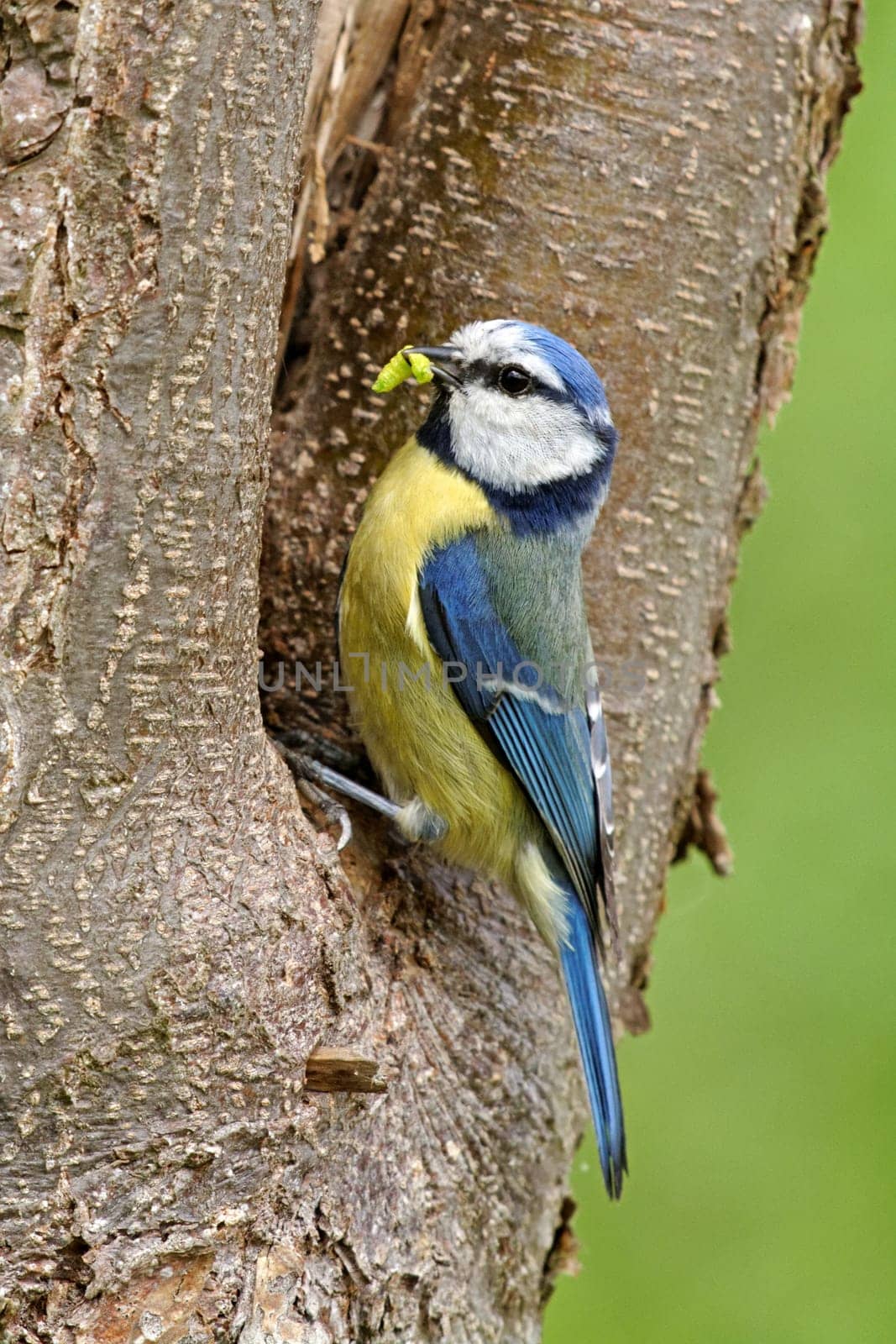 Blue at the nest