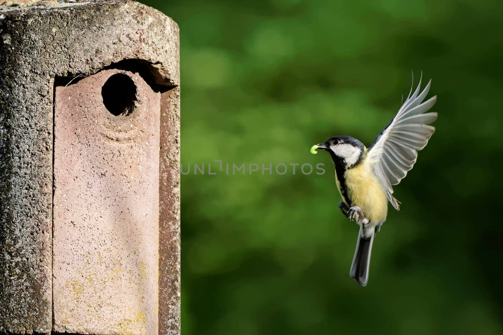 Great at the nesting box