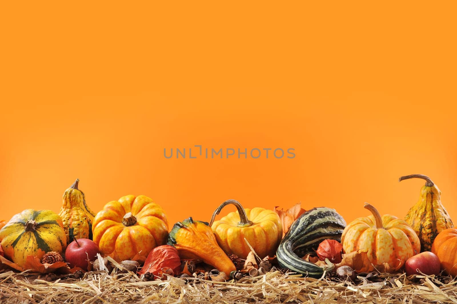 Thanksgiving - many different pumpkins on straw against an orange background with text space