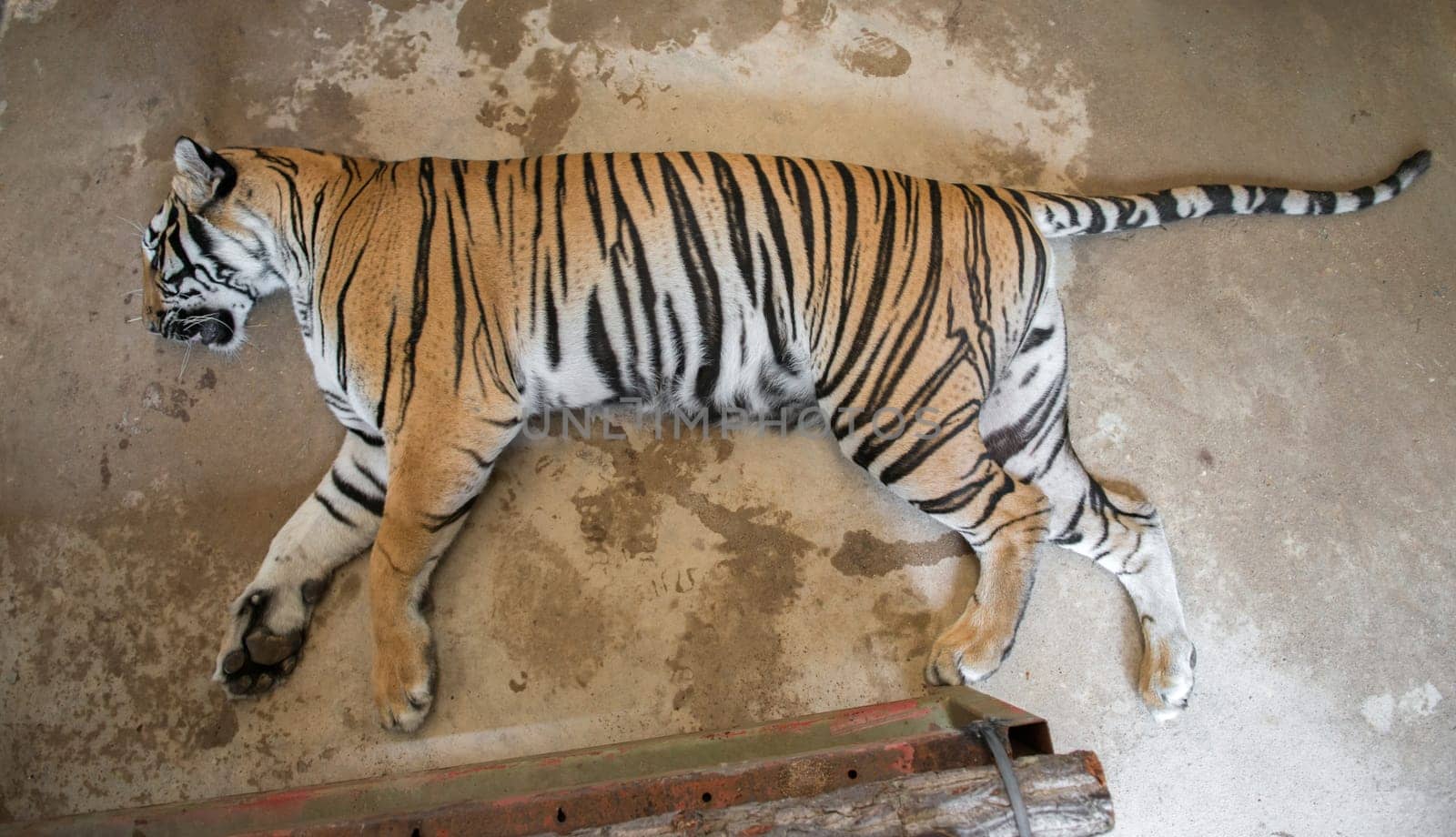 tiger sleep after veterinarian apply a remedy