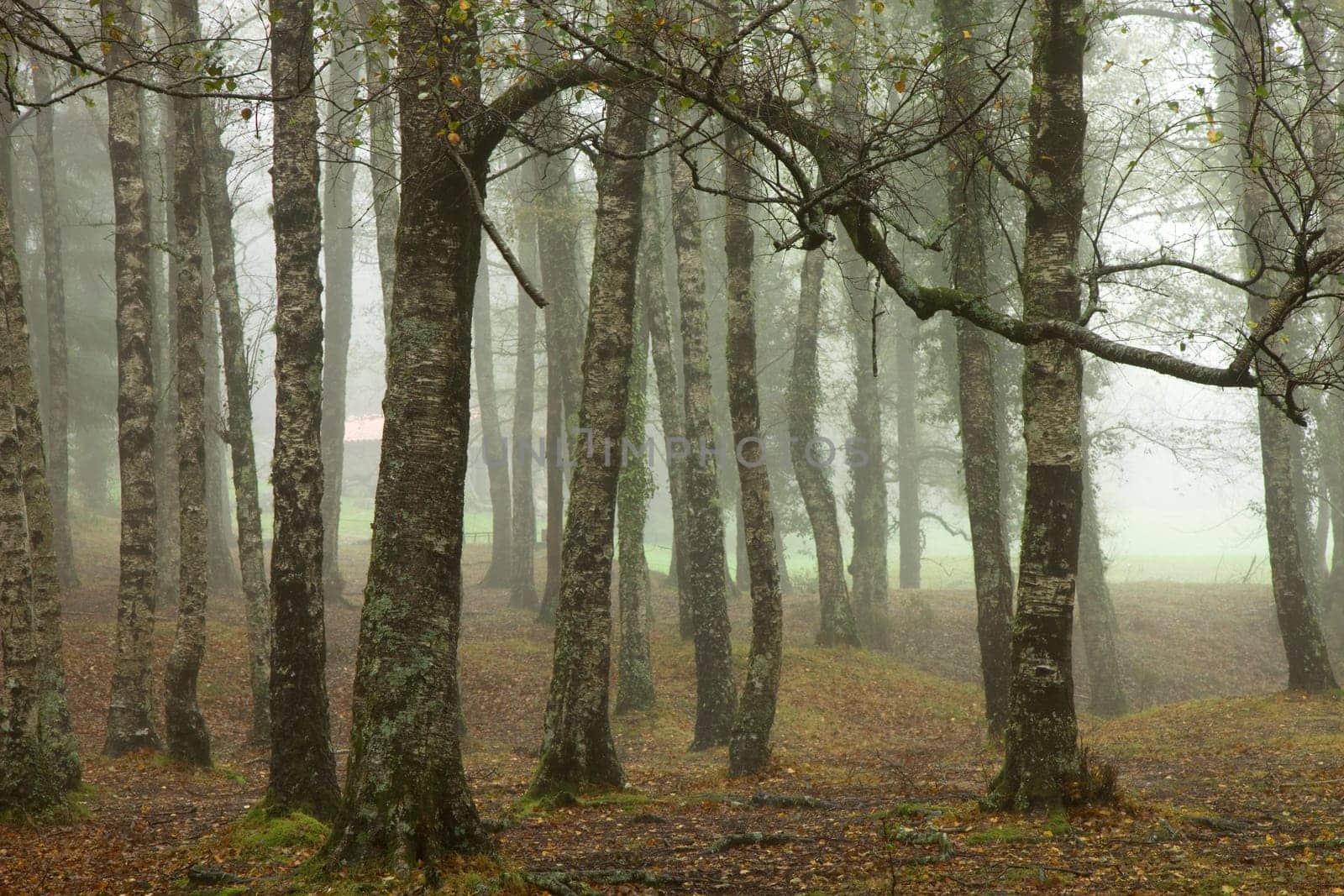 forest fog in the portuguese national park