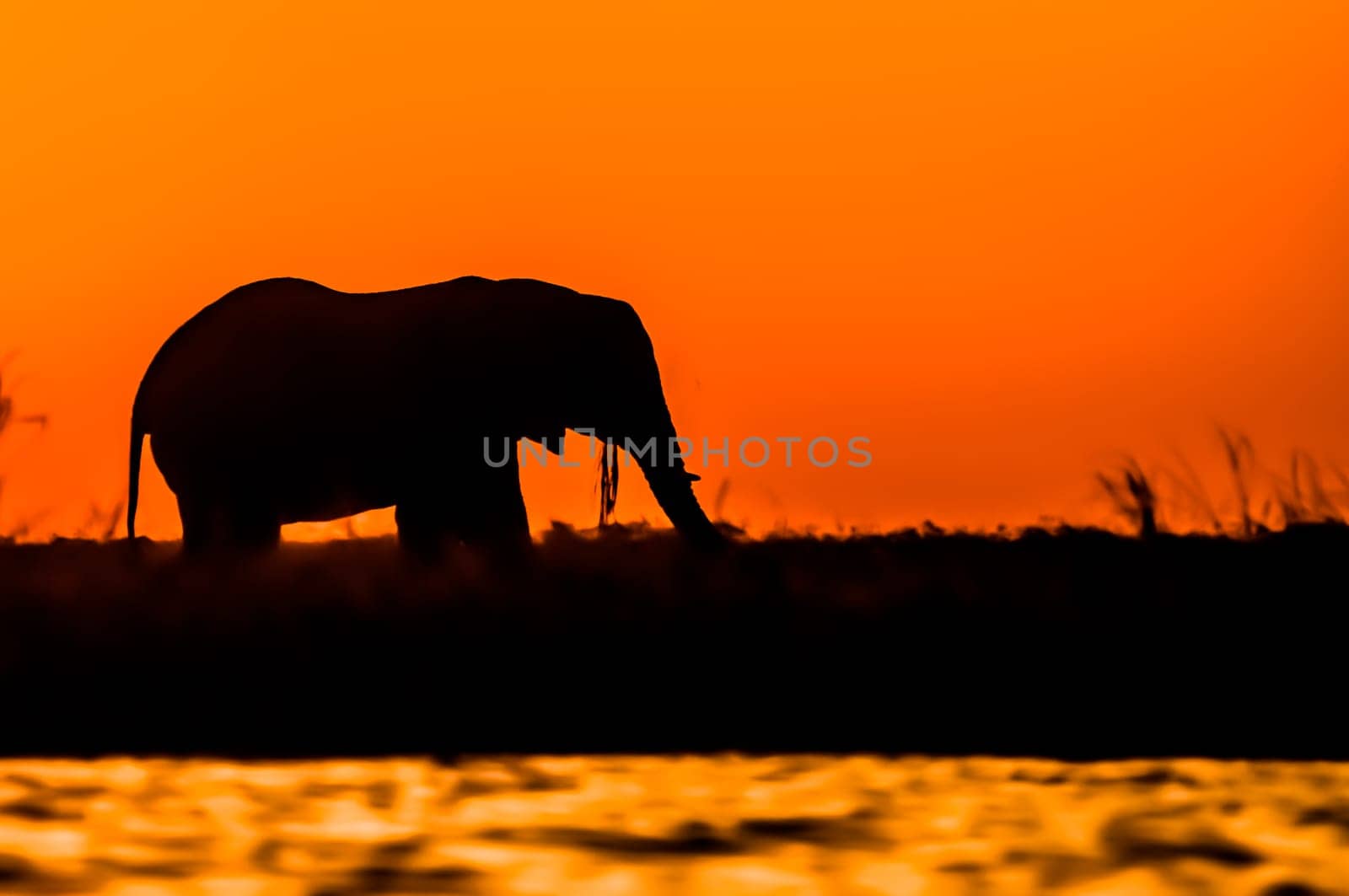 An elephant bull stands on Sidudu island in the Chobe river and feed on the lush vegitation during a stunning red, orange and yellow sunset. Only it's black sihouette is visible as it chews on some long strands of vegitation.