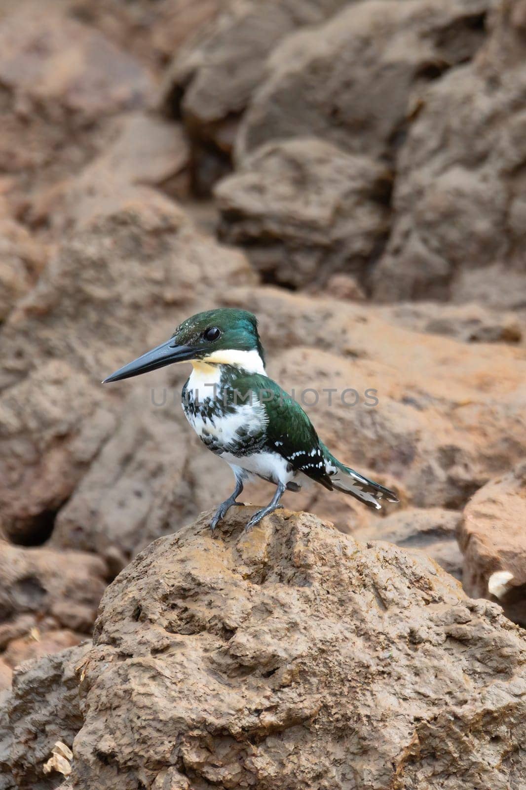 Amazon Kingfisher (Chloroceryle amazona) sitting on a branch with blurry background. River Tarcoles, Wildlife and birdwatching in Costa Rica.