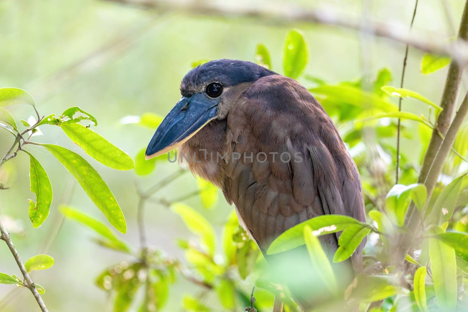 Boat-billed heron (Cochlearius cochlearius) hidden in mangrove swamps in river Tarcoles. Wildlife and birdwatching in Costa Rica.