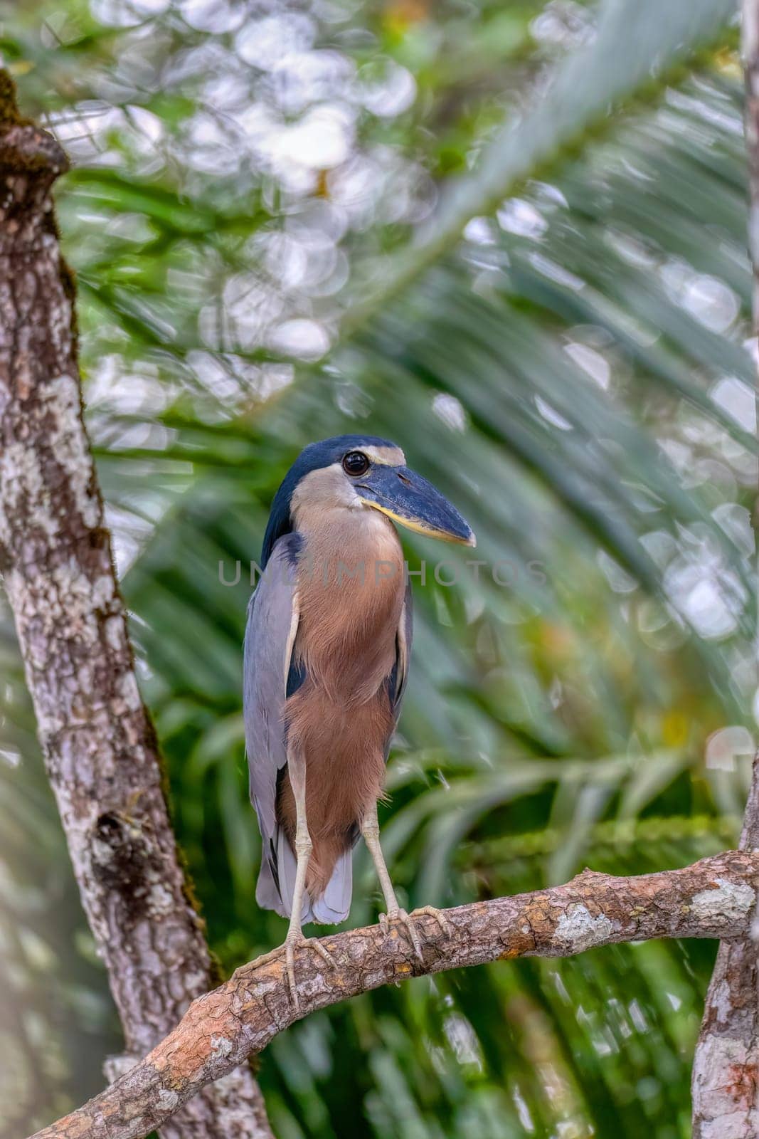 Boat-billed heron (Cochlearius cochlearius) hidden in mangrove swamps in river Tarcoles. Wildlife and birdwatching in Costa Rica.
