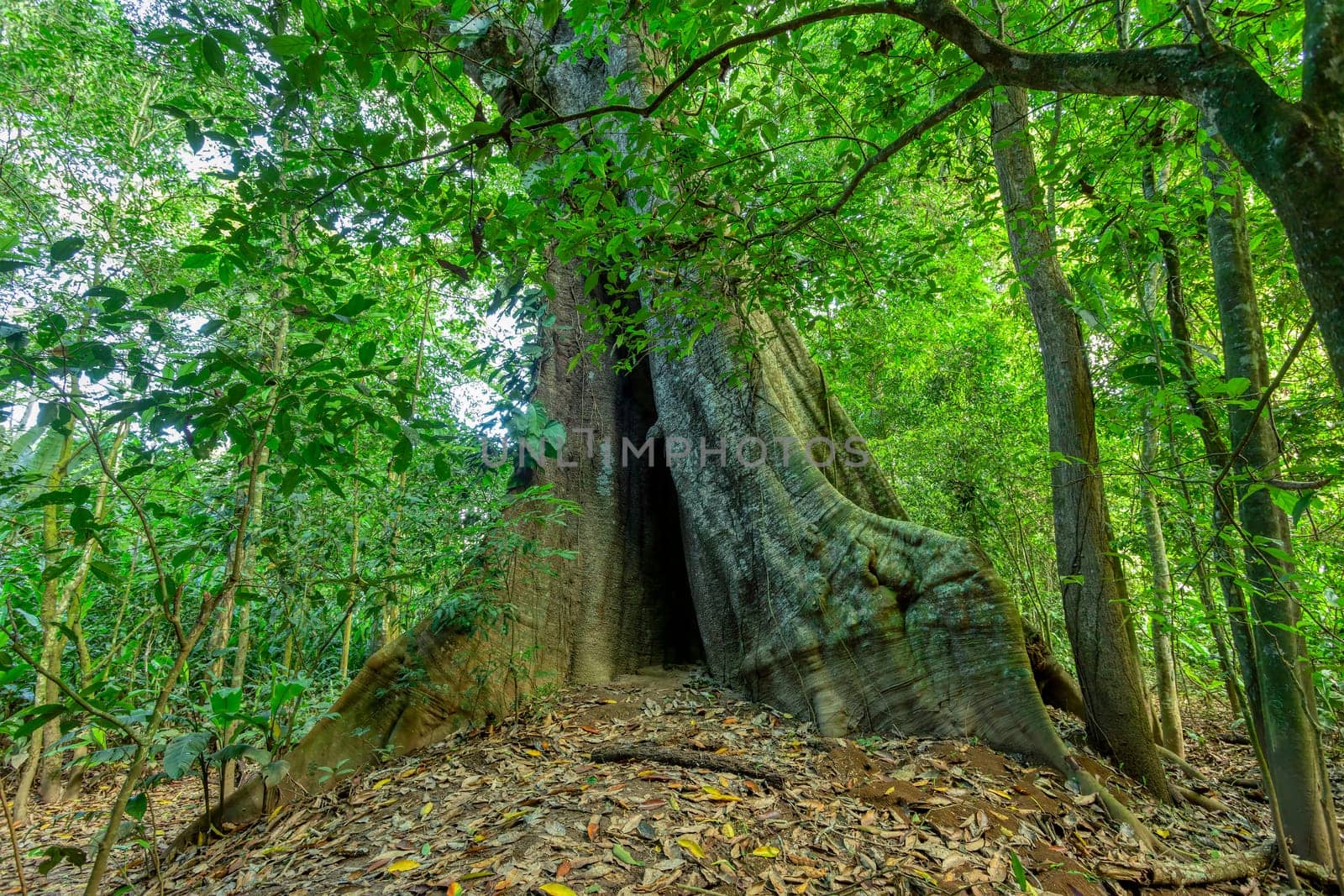 Dense Tropical rain-forest tree, forest green landscape, Carara Costa Rica wilderness landscape