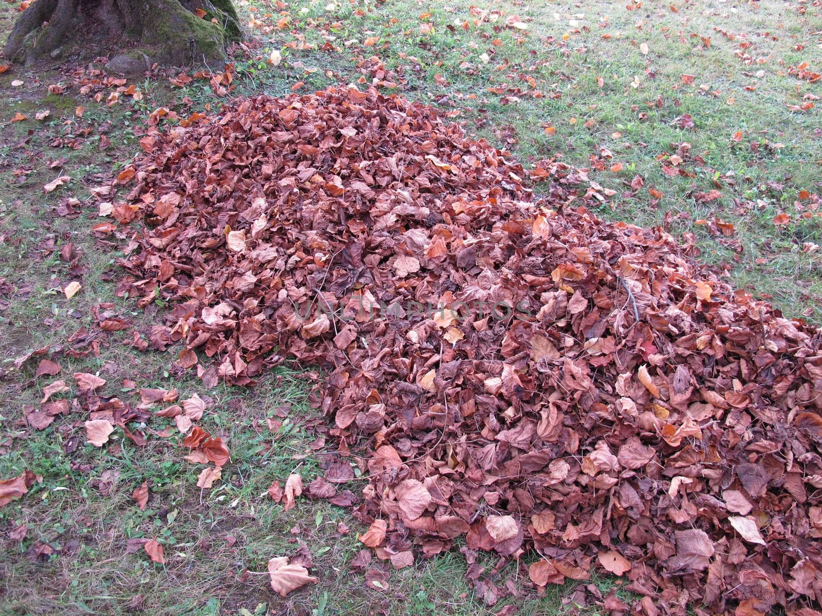 Raking leaves in garden, a big pile of leaves under a tree