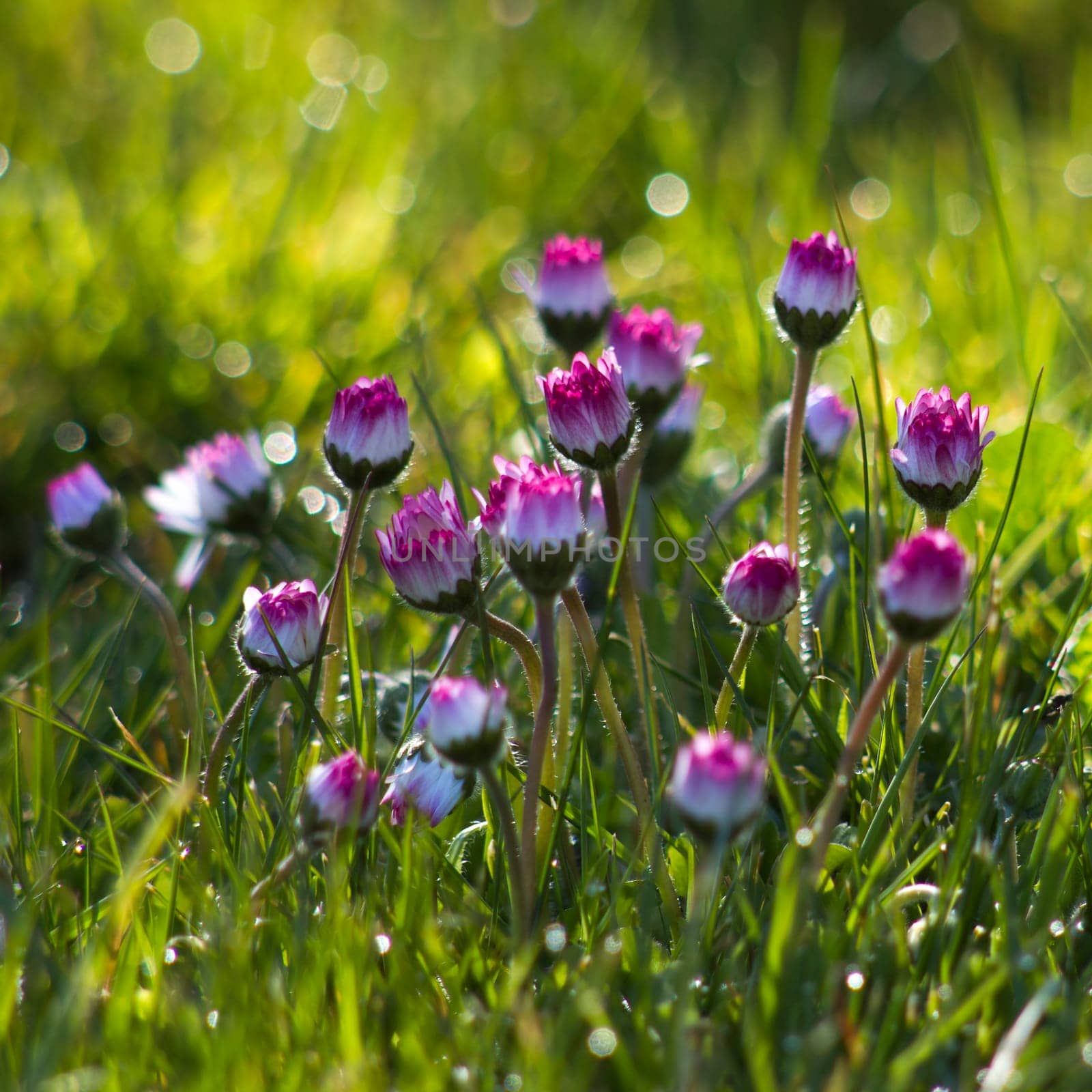 daisy flowers in morning dew with natural bokeh, soft focus