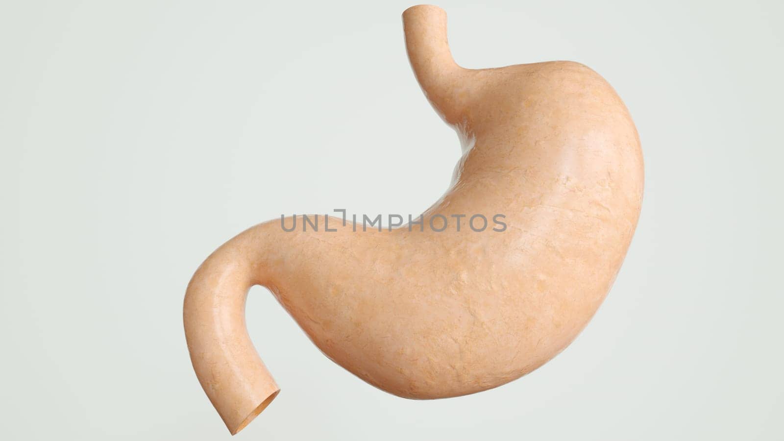 Human Internal Stomach Anatomy -- 3D Rendering