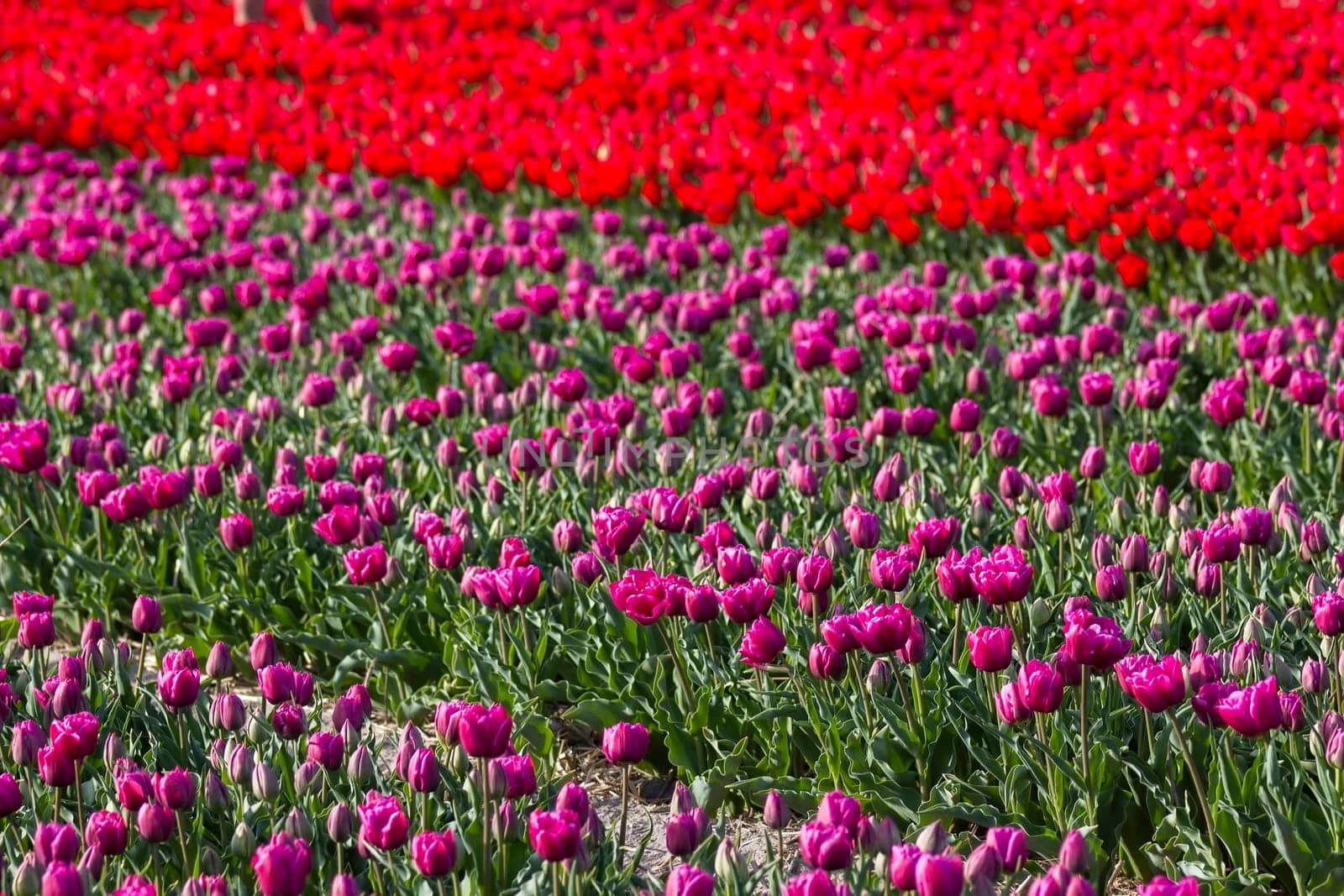 tulip field in the Netherlands - pink and red tulips
