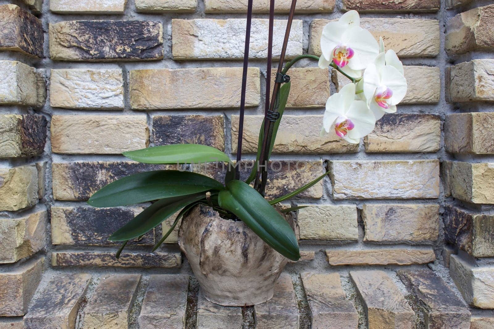 white orchid in a clay pot on a brick wall