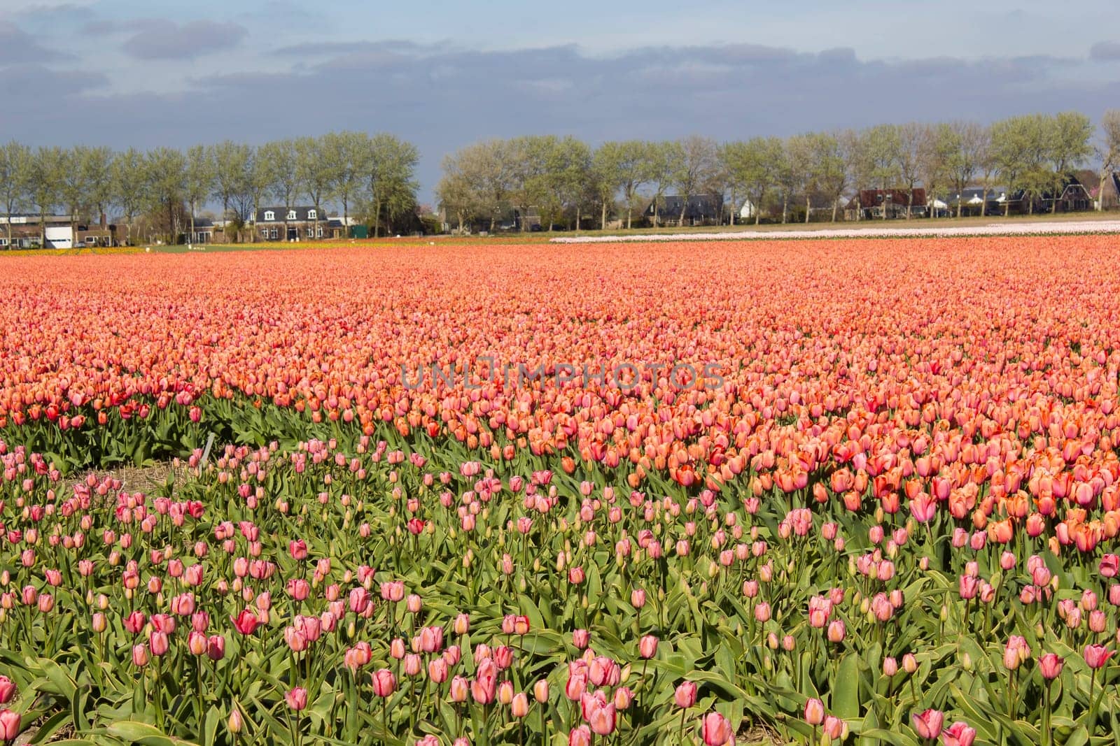 tulip field in the Netherlands - orange tulips