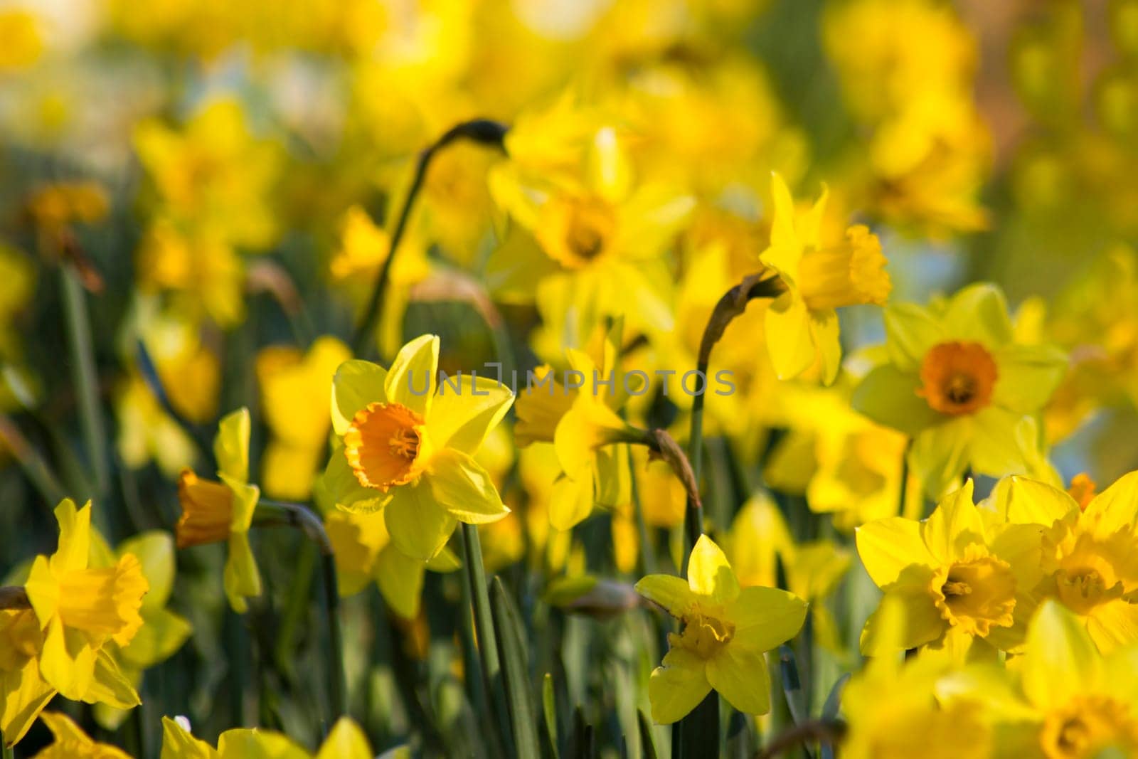 The daffodil, Narcissus pseudonarcissus, yellow narcissus flowers in a park, springtime