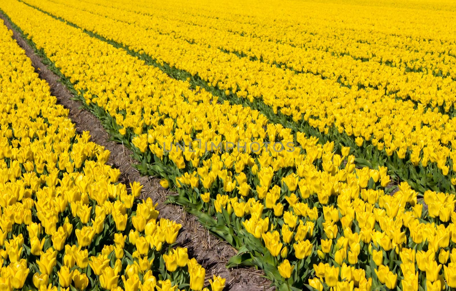 tulip field in the Netherlands - yellow tulips