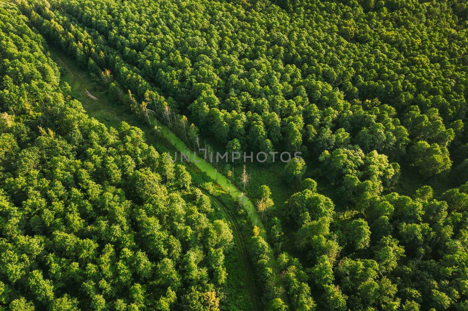 Belarus. Aerial View Of Green Small Bog Marsh Swamp Wetland In Green Forest Landscape In Summer Day. High Attitude View. Forest Lane In Bird's Eye View.