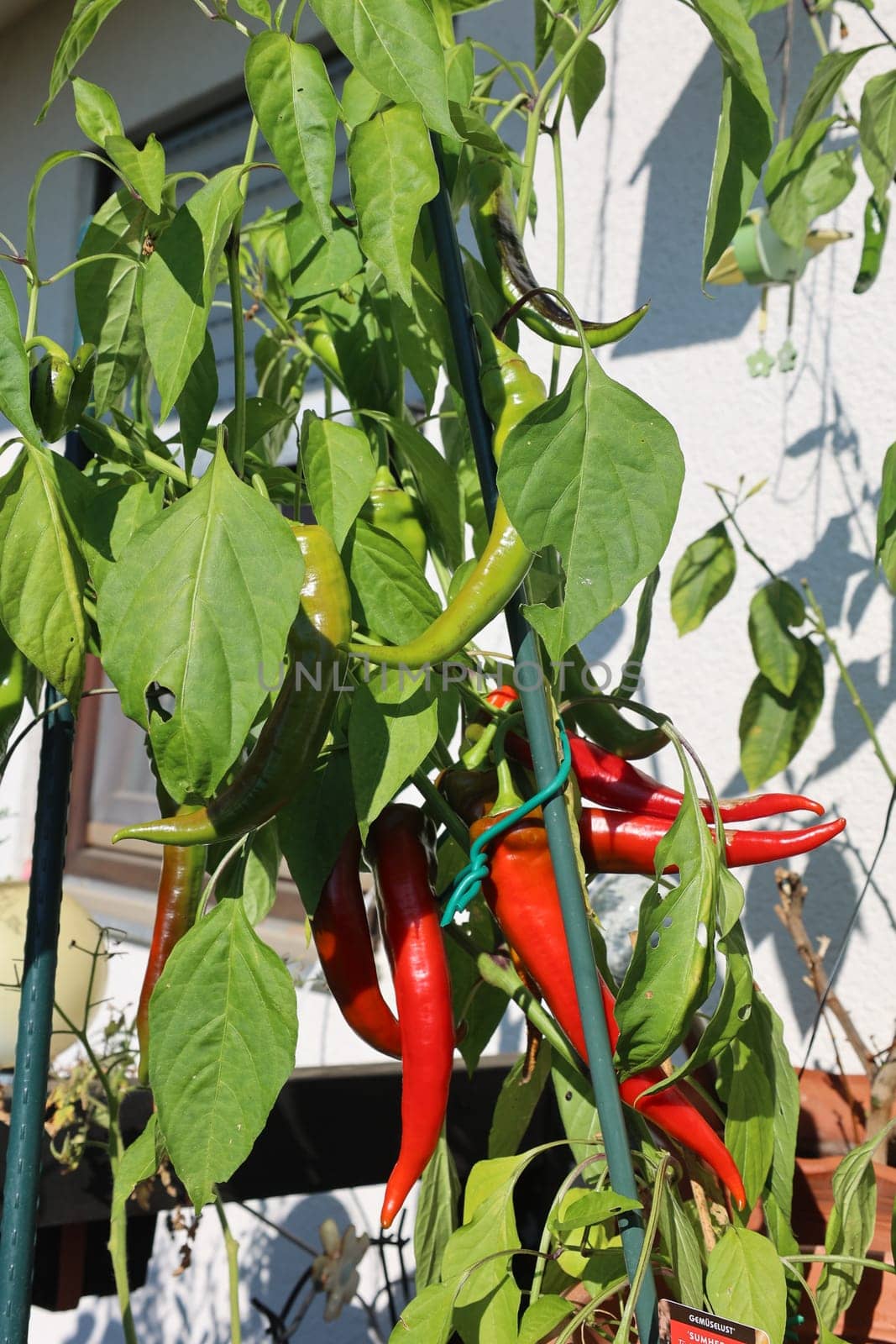 From our own cultivation: Green and red Turkish peppers not only taste super delicious,but are also spicy. The paprika usually grows in the months of May and until early to September. Especially in times of high price increases in the markets,cultivation is also financially worthwhile.