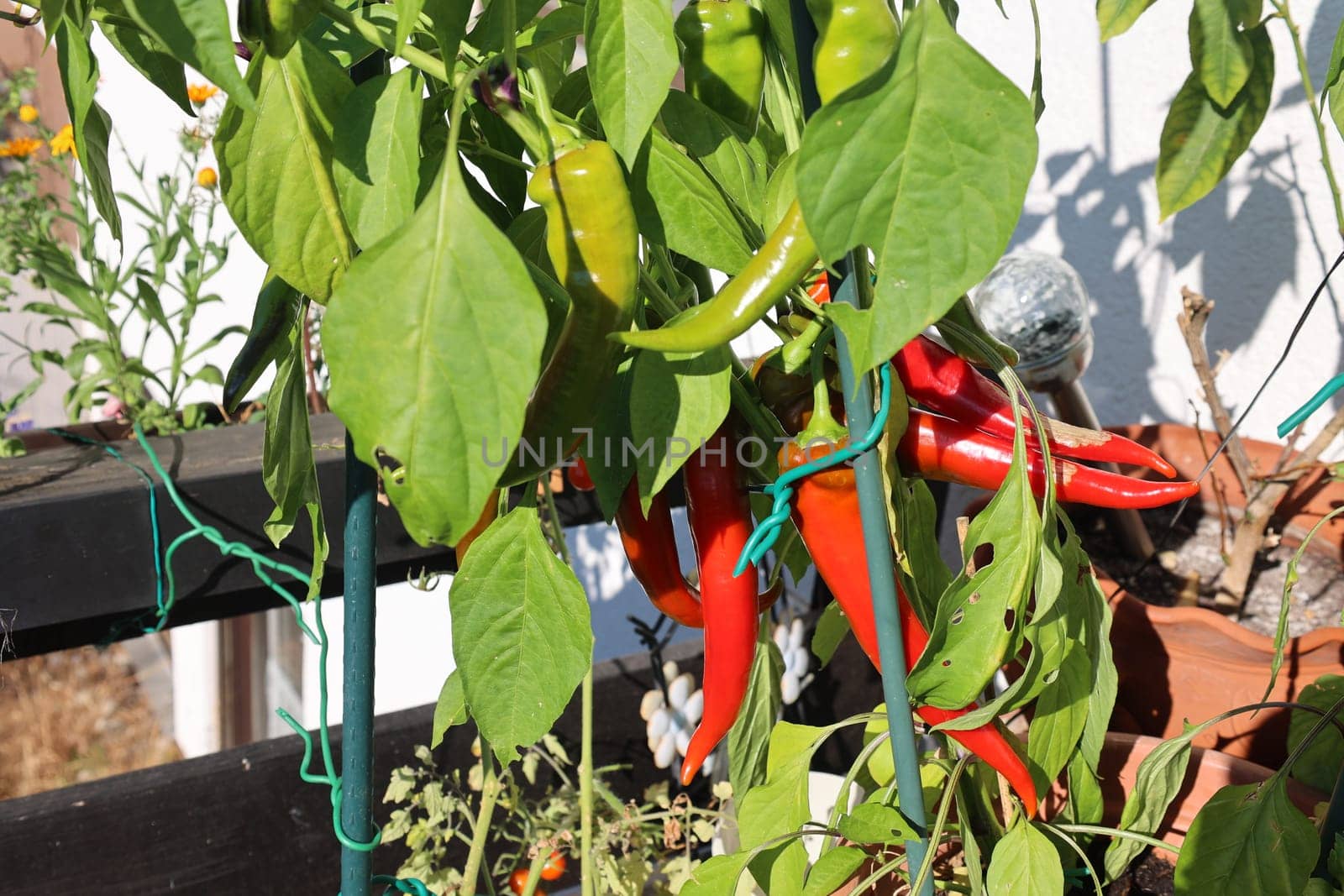 From our own cultivation: Green and red Turkish peppers not only taste super delicious,but are also spicy. The paprika usually grows in the months of May and until early to September. Especially in times of high price increases in the markets,cultivation is also financially worthwhile.