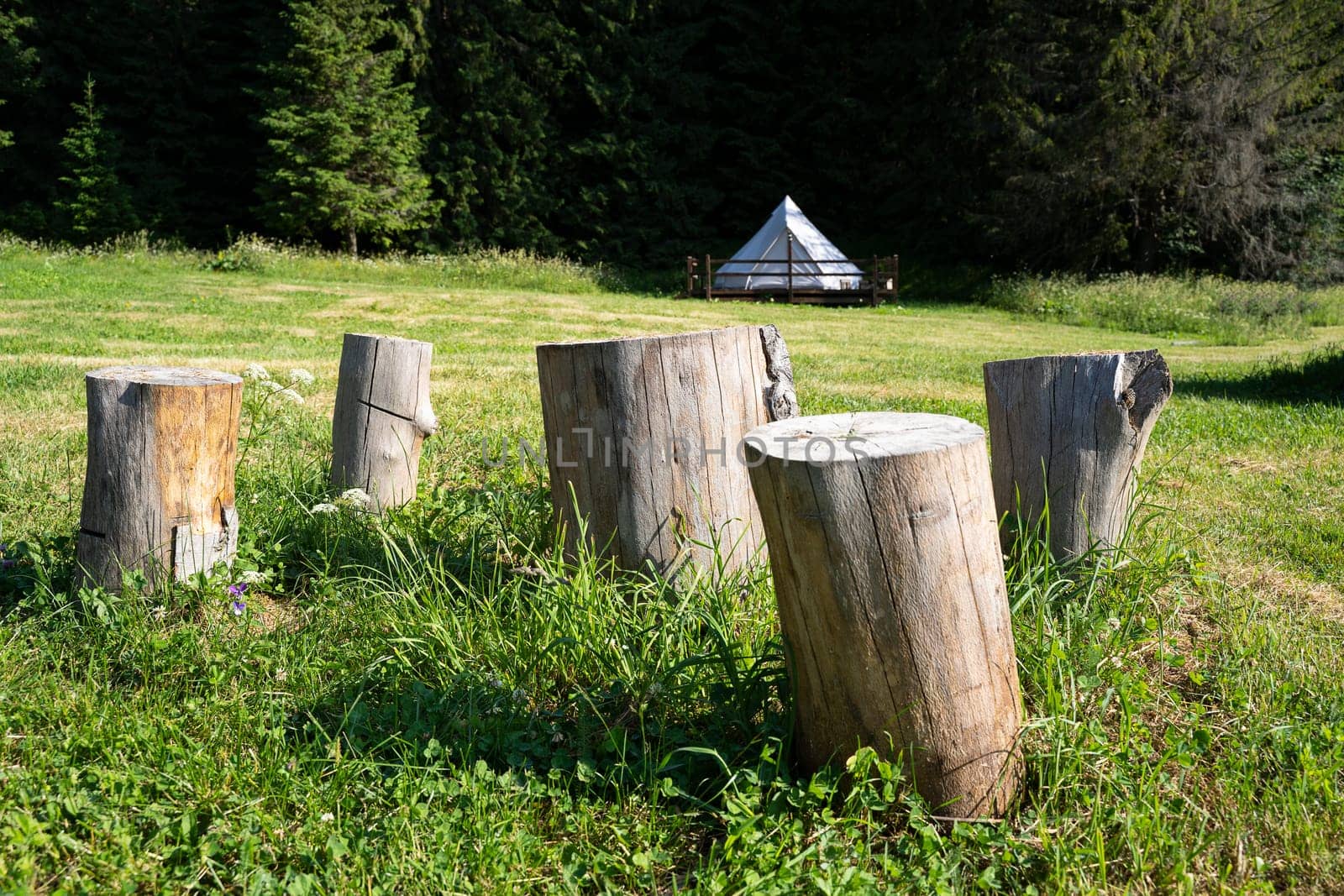 front view closeup of sitting wooden logs trunk in green grass outdoor camping meadow
