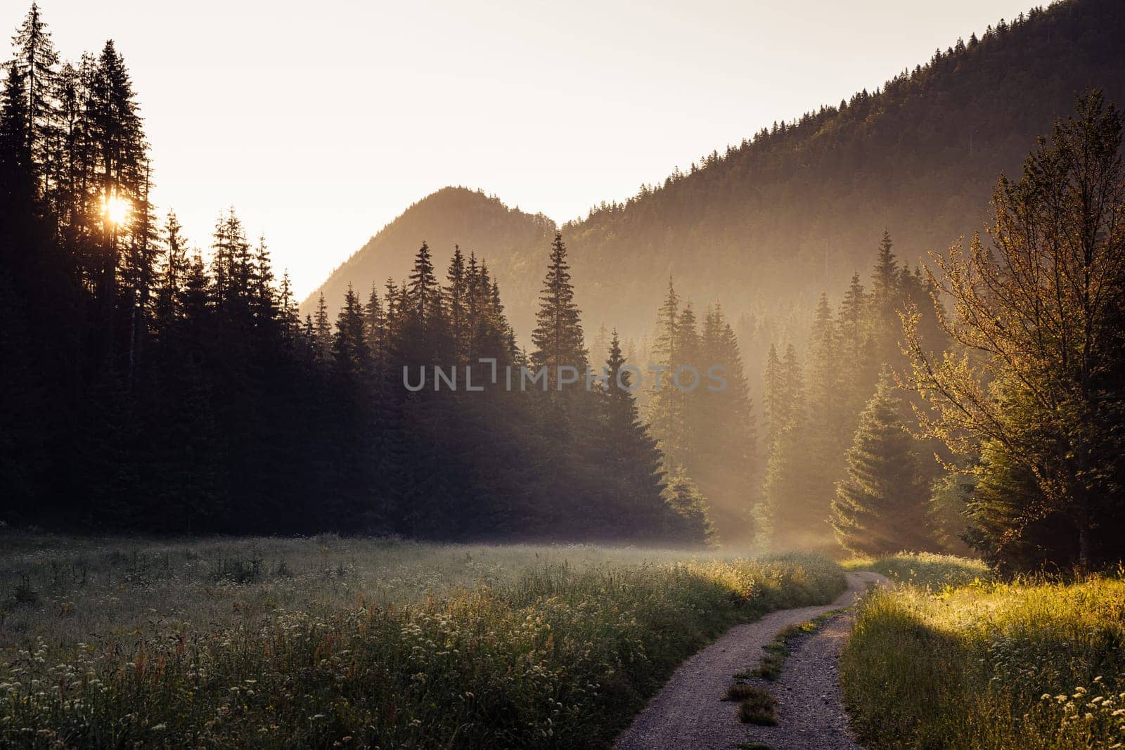 beautiful landscape view of countryroad across a green meadow with morning mist surrounded by forest at sunrise