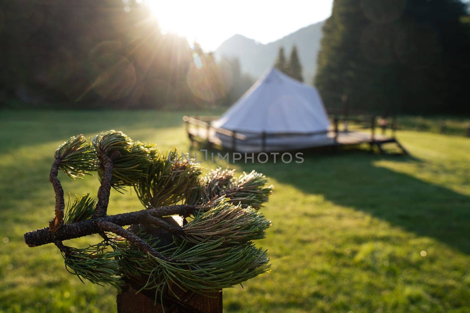 closeup front view of green fir tree branch in the morning with glamping tent camping ground in the background in a green mountain meadow surrounded by fir tree forest