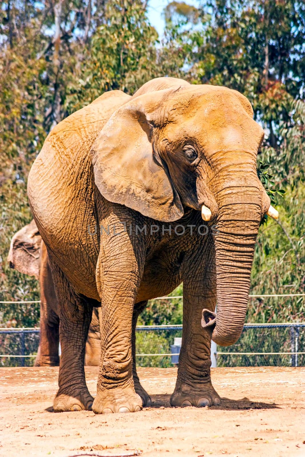 Elepant in San Diego  Zoo, CA,United state of America.