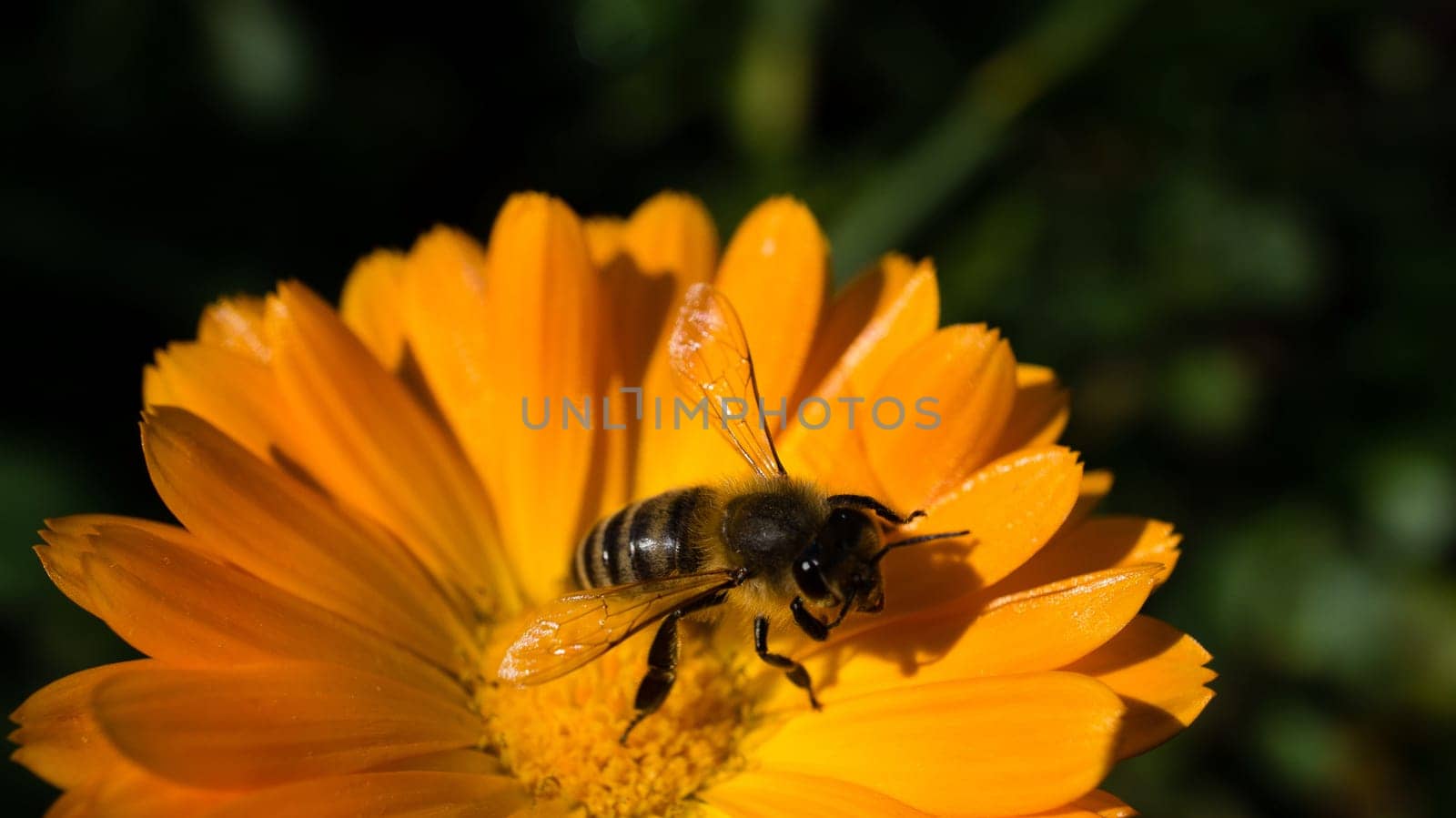 Honey bee on a flower collecting nectar. Macro shot in summer sunshine