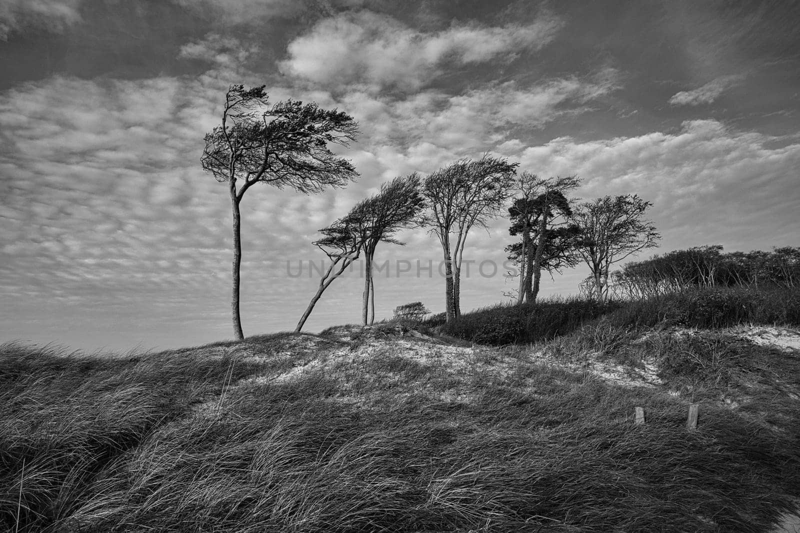 west beach on the baltic sea depicted in black and white. rich in detail and structure still life