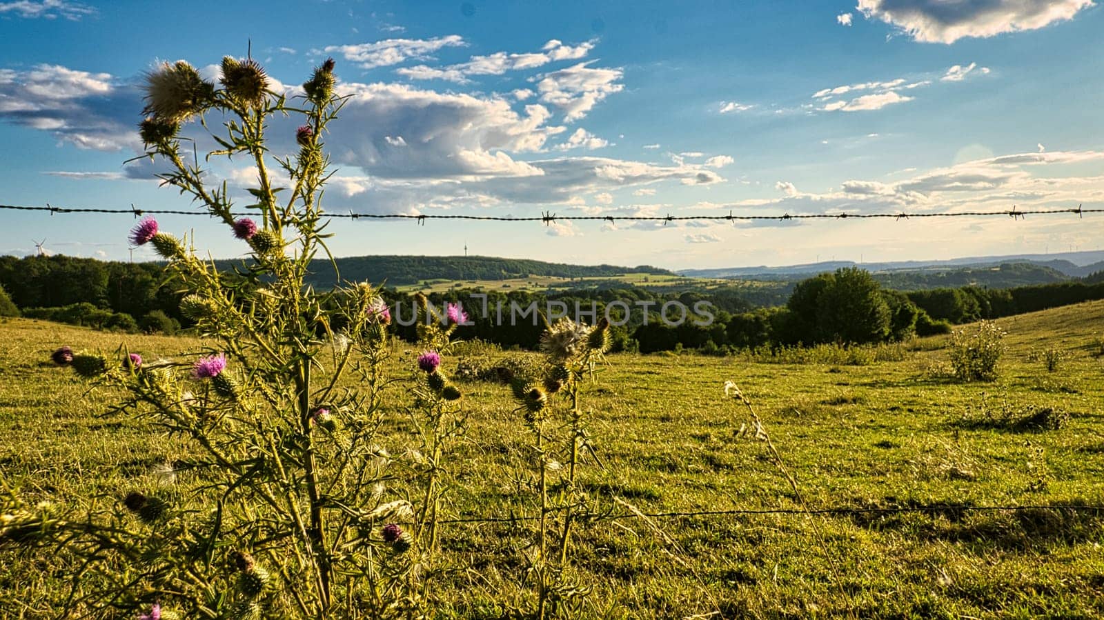 A sunny day in Saarland with a view over meadows into the valley. Some sunny clouds in the sky and cows grazing. A moment to linger, rest and enjoy