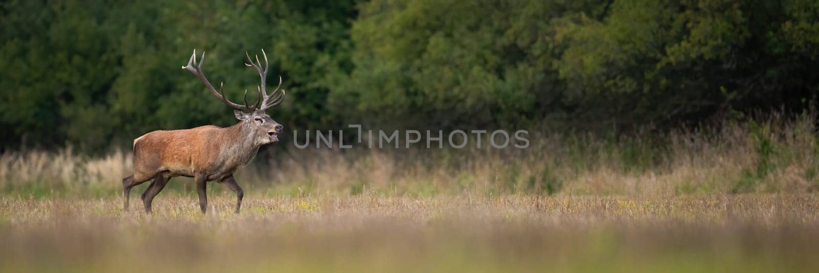 Red deer, cervus elaphus, roaring on dry meadow in autumn with copy space. Wild stag walking on field in fall. Antelred mammal bellowing on pasture with space for text.
