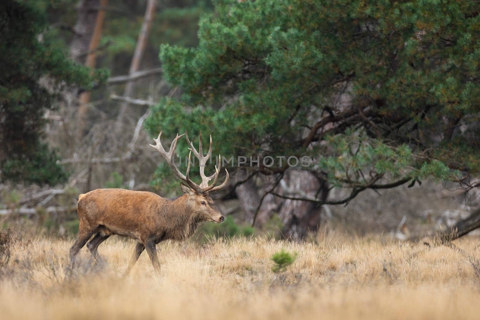 Red deer, cervus elaphus, walking on dry grassland in autumn national park. Stag moving on glade in Hoge Veluwe. Brown mammal going on meadow in Netherlands.