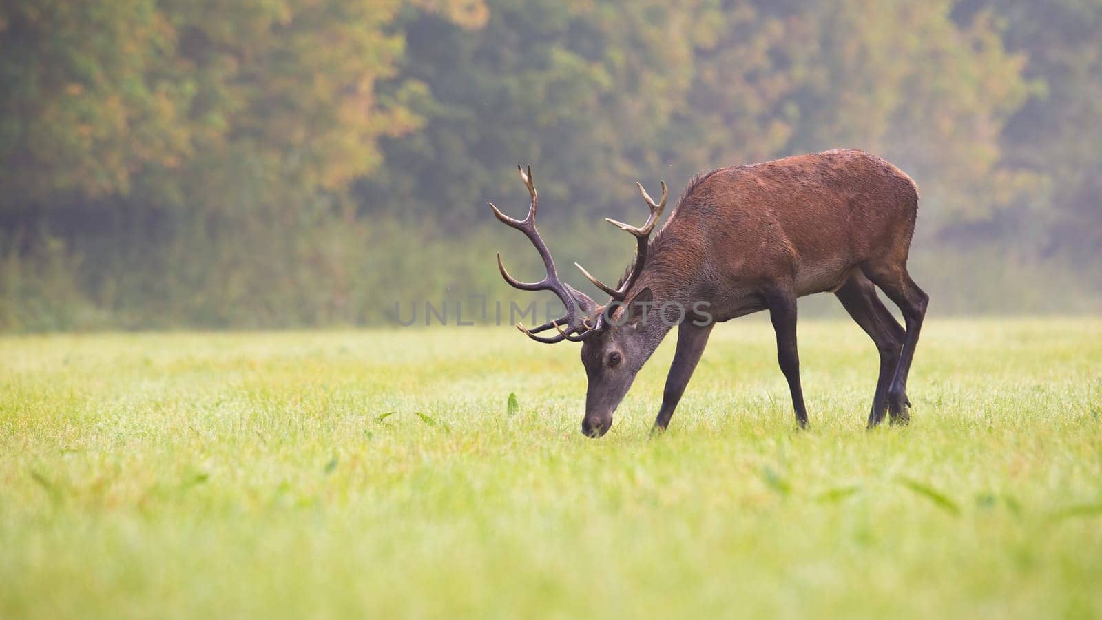 Red deer, cervus elaphus, stag with antlers grazing on a green grass in autumn. Side view of herbivore with brown coating eating plants on a meadow with copy space.