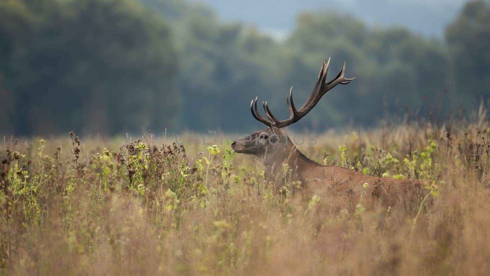Red deer, cervus elaphus, peeking out of long grass in autumn nature. Stag walking in dense grassland in fall. Brown male mammal looking on dry field.