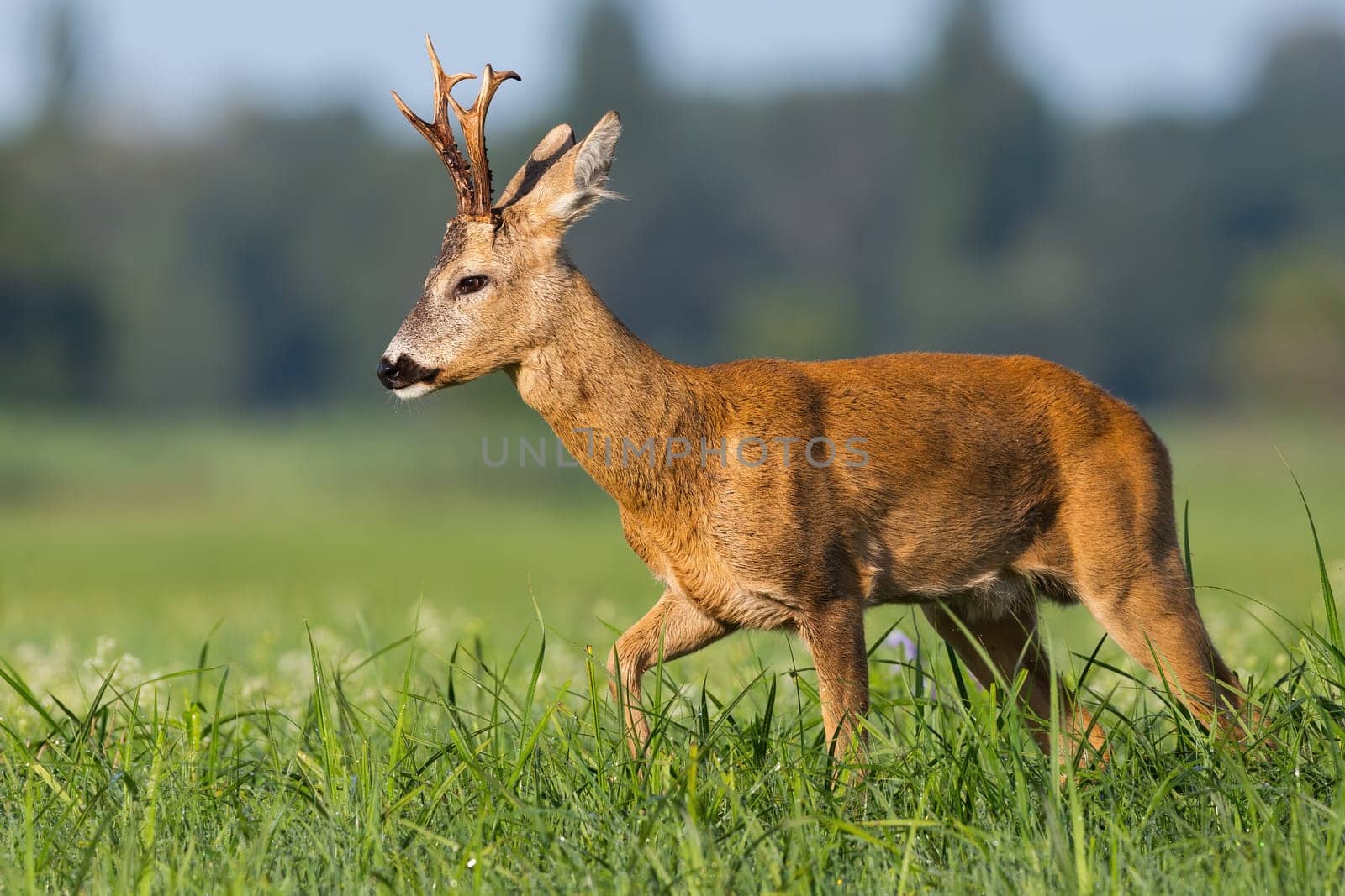 Roe deer, capreolus capreolus, walking on green meadow in summer nature. Roebuck moving on grassland in summertime. Brown mammal going on glade from side.