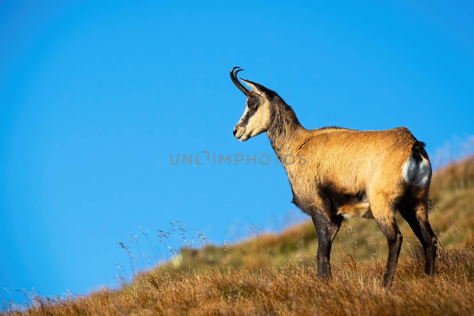 Concentrated tatra chamois, rupicapra rupicapra tatrica, looking down into a valley and checking out danger. Focused wild animal with curved hornes on a alpine meadow on top of a hill.