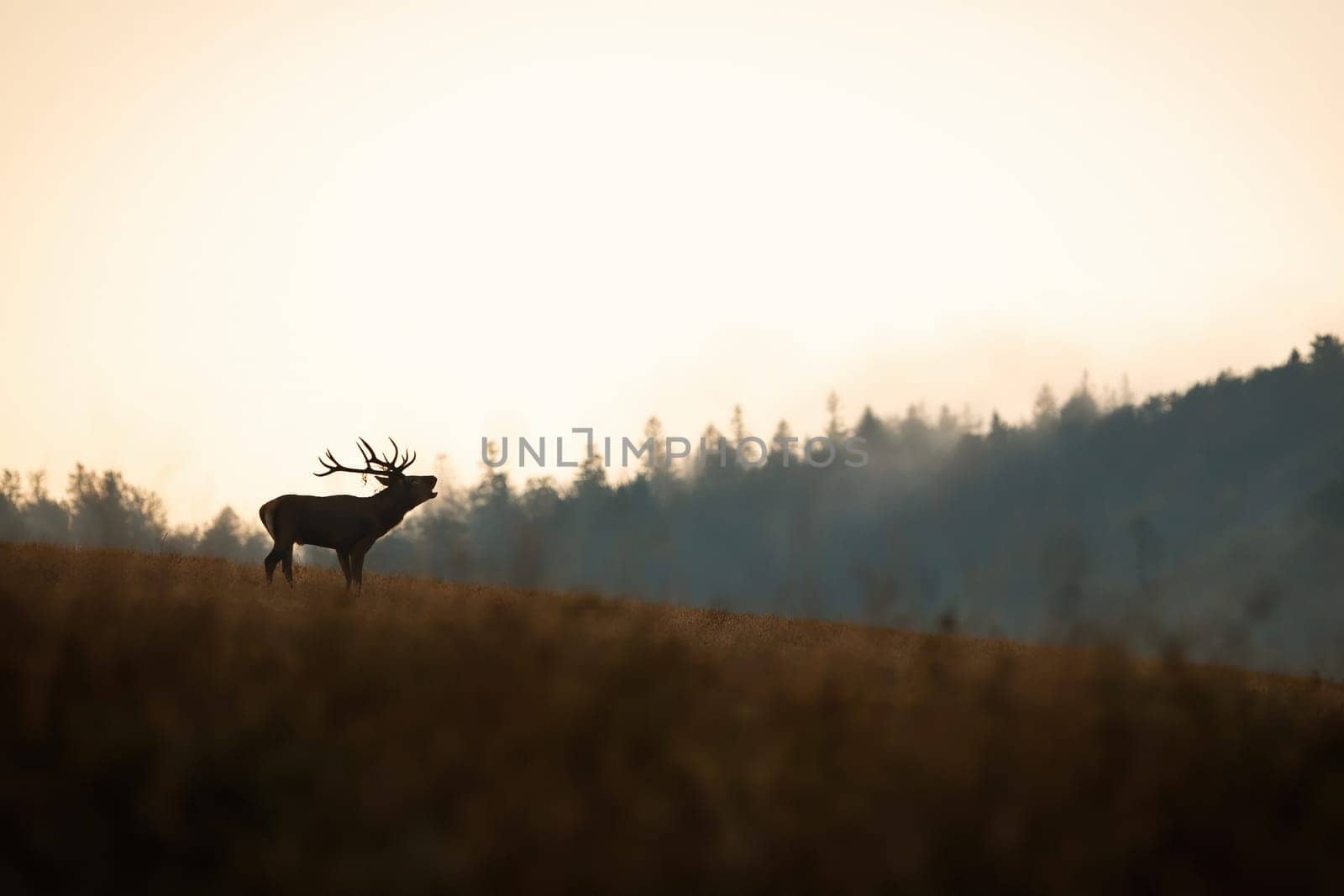 Silhouette of red deer, cervus elaphus, stag roaring on a horizon with sky in background in autumn nature. Male mammal with antlers bellowing with open mouth and challenging rivals in rutting season.