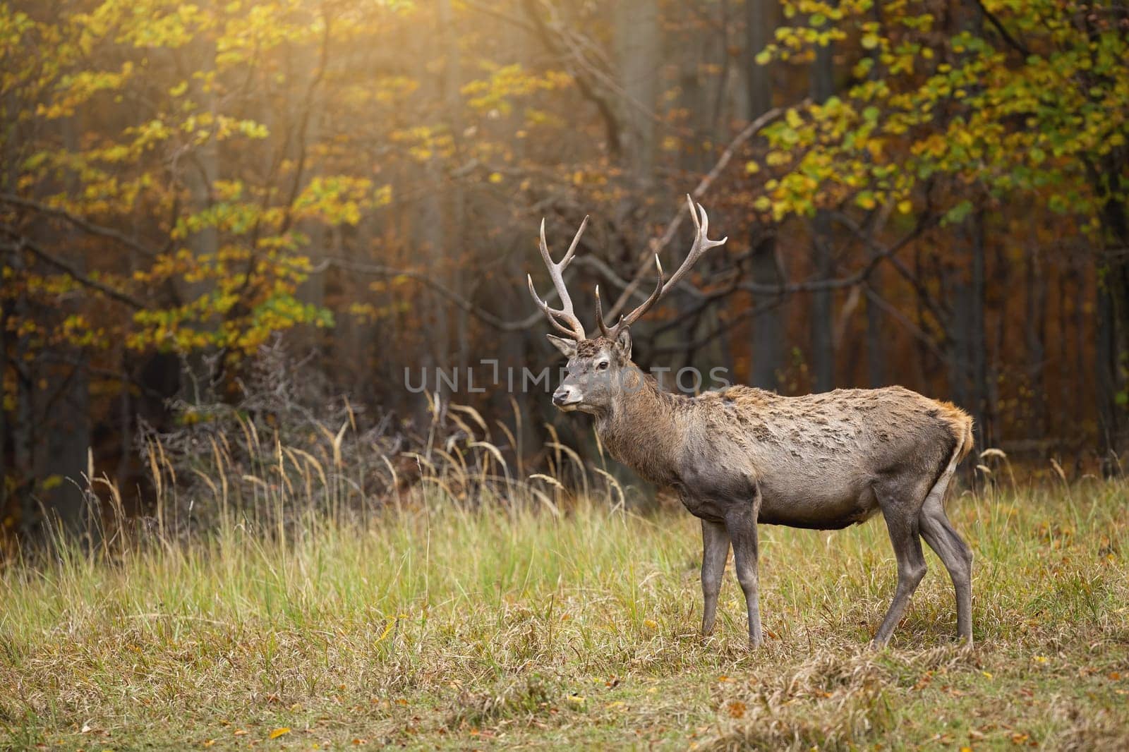 Red deer, cervus elaphus, standing in colorful forest in autumn sunlight. Male mammal looking in woodland in fall. Stag watching on glade in sunshine.