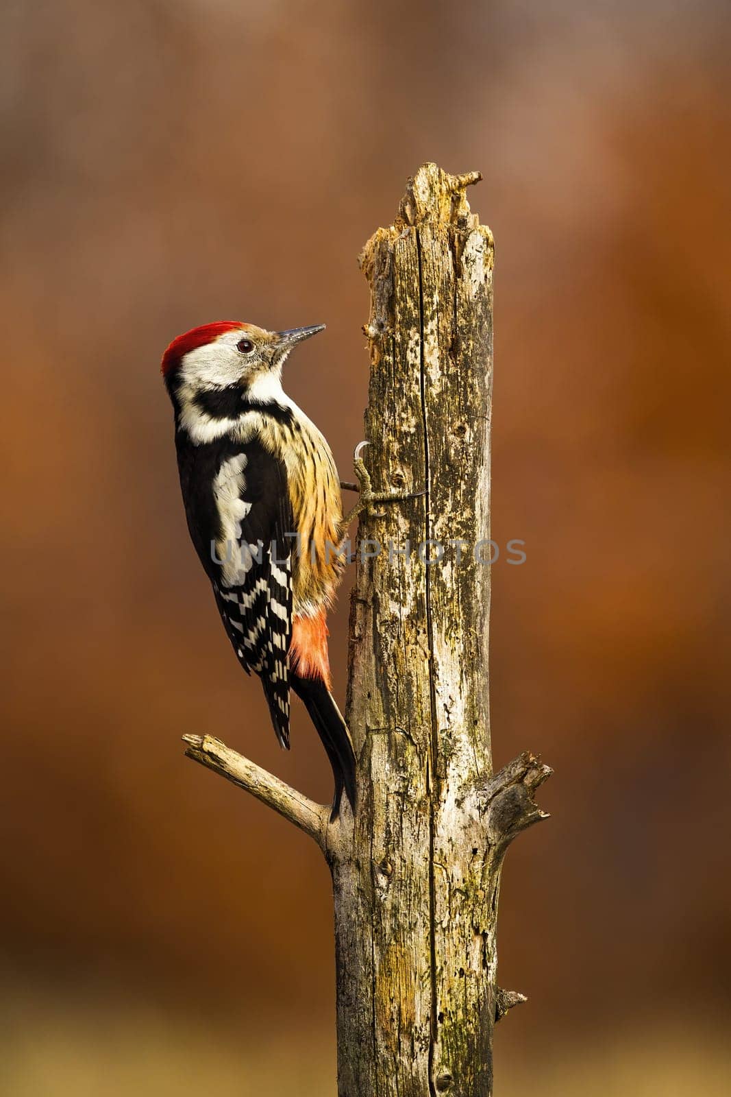 lesser spotted woodpecker, dryobates minor, climbing to top of old tree in autumn forest. Wild animal sitting on a branch from side in vertical composition.