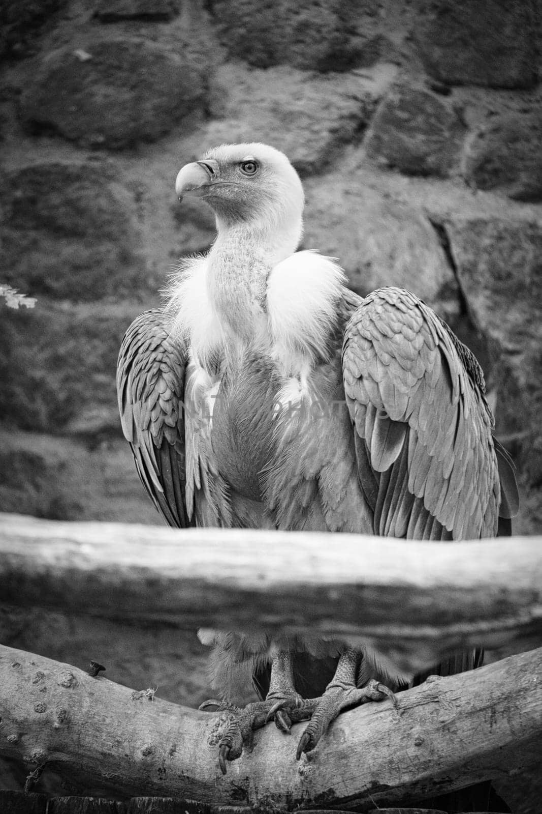 Portrait of a gray vulture in black and white. Large bird, gray, white feathers. Scavenger from Africa. Sits on a rock. Animal photo