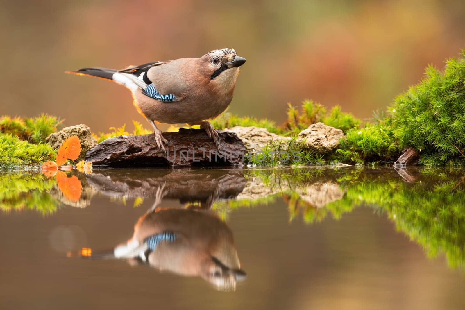eurasian jay, garrulus glandarius, with reflection as it is bending over water surface in autumn nature. Symmetrical horizontal composition of a wild bird near a pond in forest.