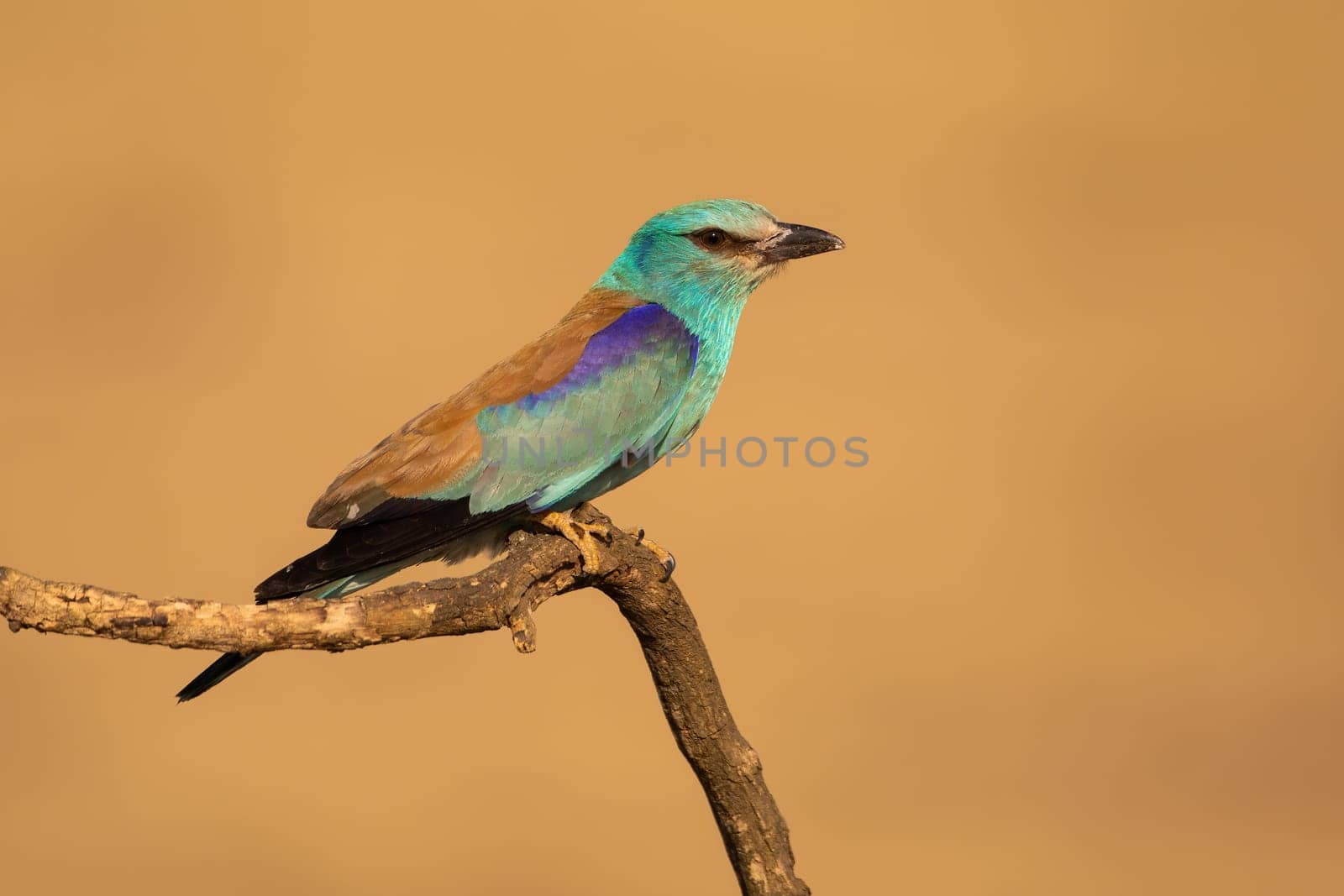 European roller, coracias garrulus, sitting on a branch from side view with blurred background in summer nature. Turquoise and blue colored bird resting on a twig illuminated by sun.