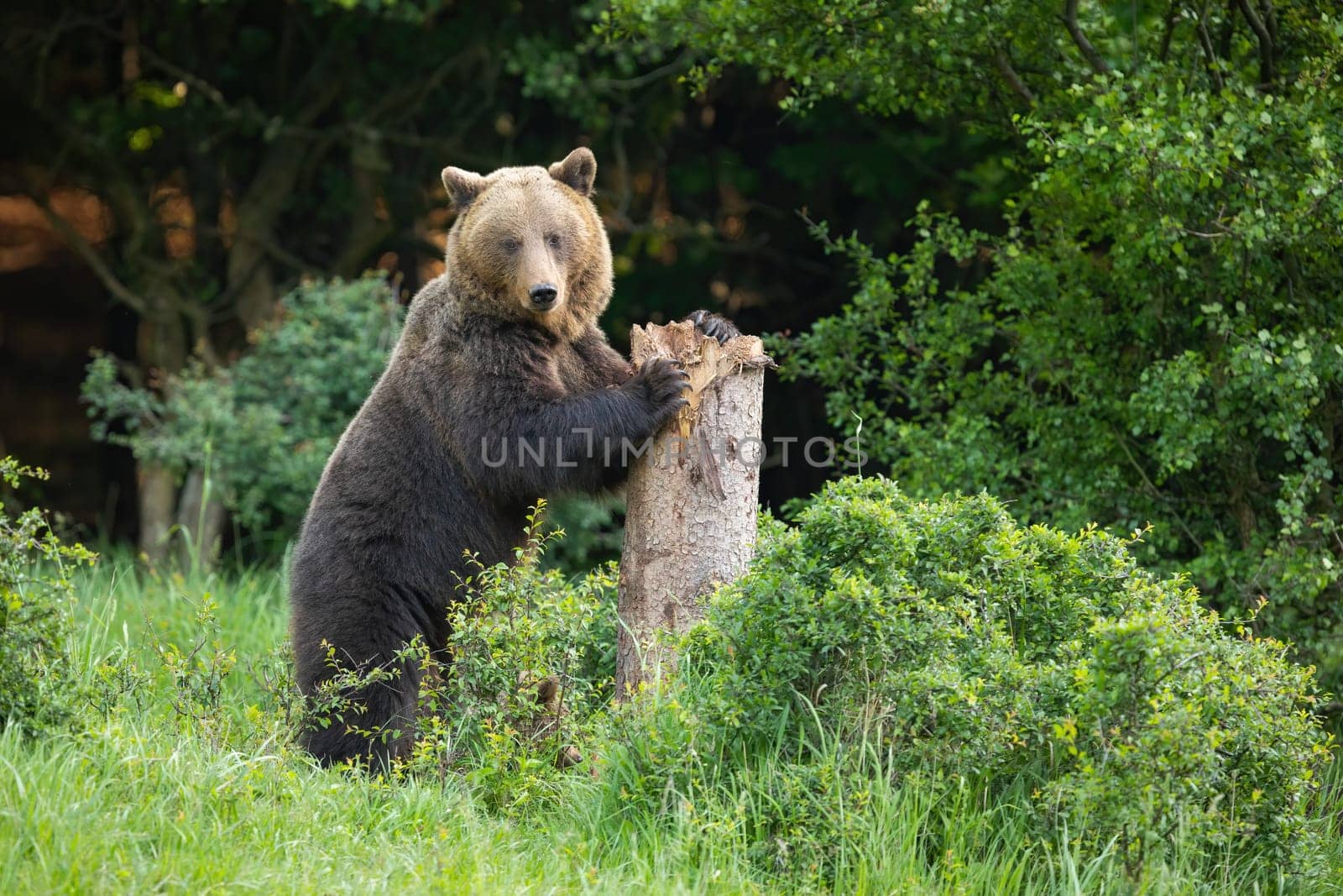 Brown bear, ursus arctos, standing on two legs and gripping firmly tree to leave a mark. Animal wildlife in summer nature. Carpathian mammal signalizing it is his area.