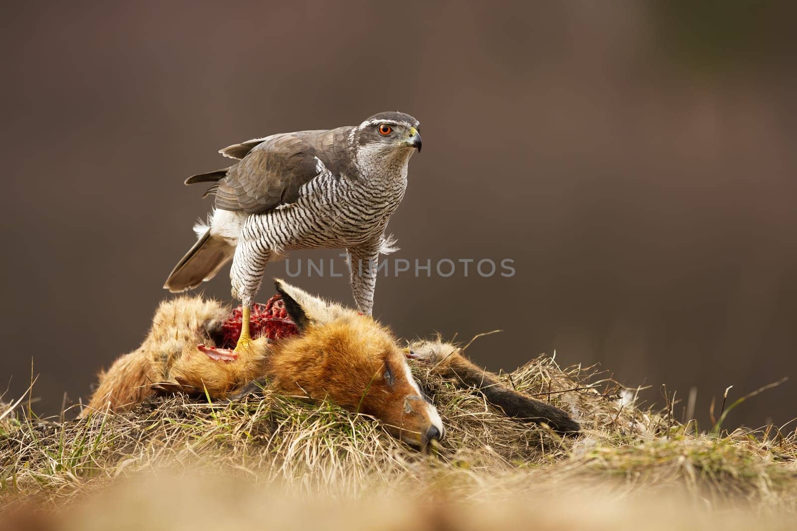 Fierce northern goshawk, accipiter gentilis, feeding on a dead fox in autumn nature. Wild bird of prey tearing flesh with a beak and devouring kill. Animal wildlife in with copy space.