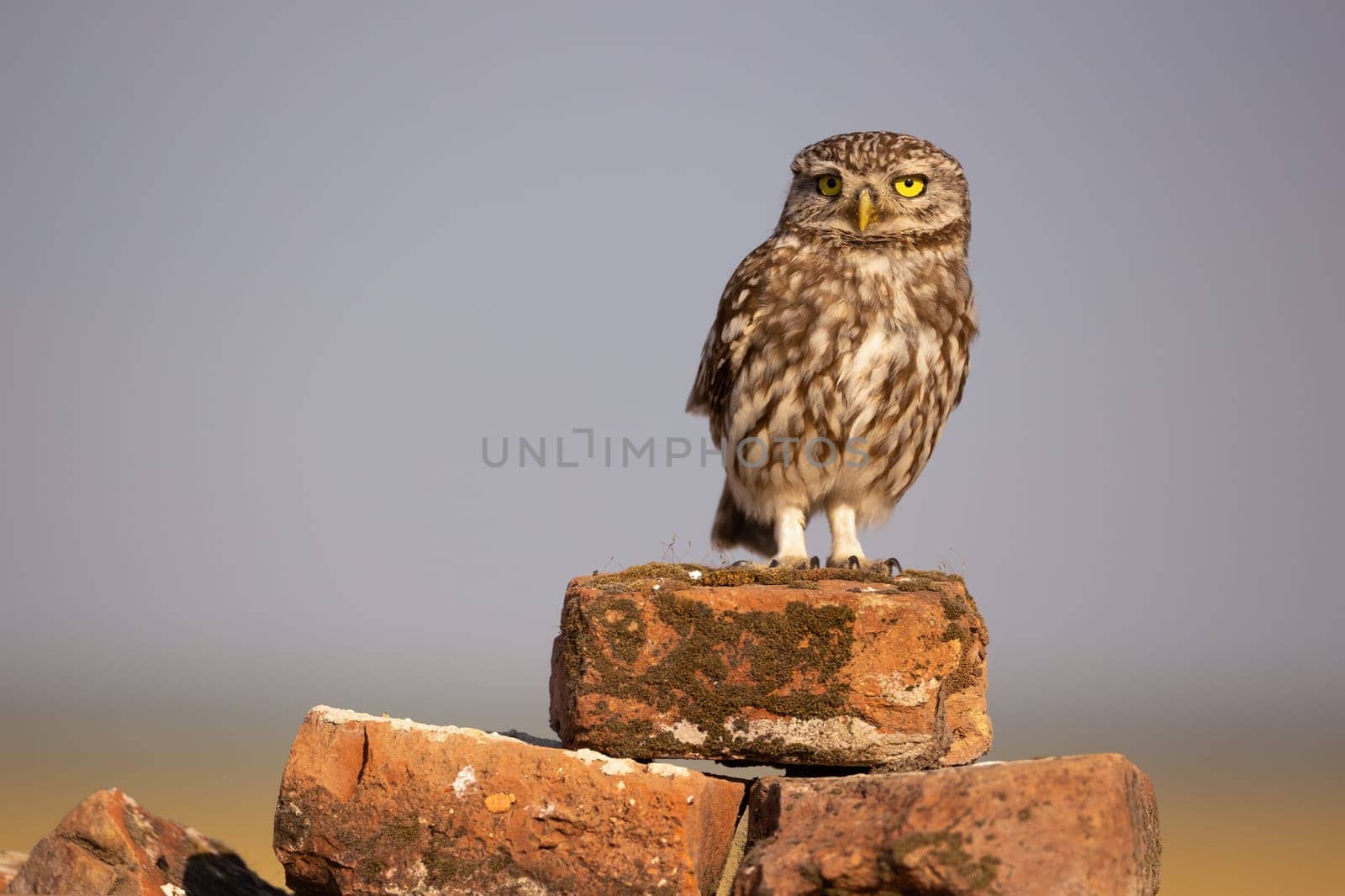 Little owl, athene noctua, sitting on top of brick heap and looking around. Wild bird of prey in urban environment on an old building in countryside. Animal wildlife in summer.
