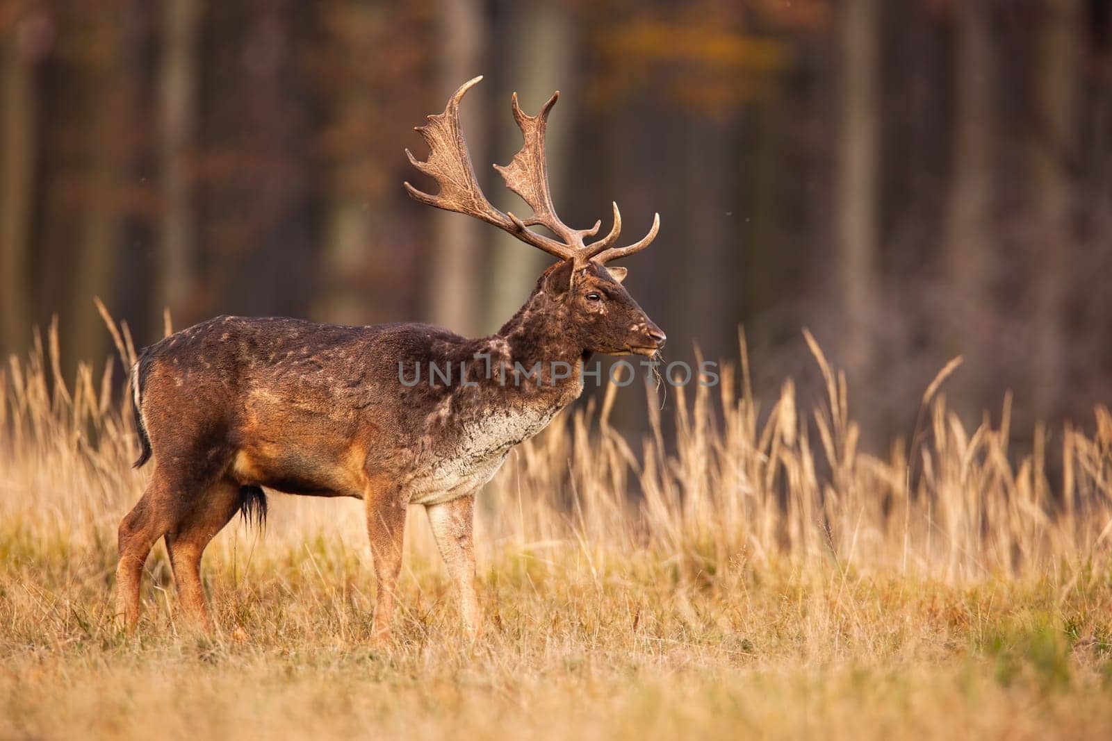 Fallow deer, dama dama, stag standing on a meadow with tall grass stems with copy space. Male animal with antlers and spotted fur on a glade with yellow tufts of vegetation from side.