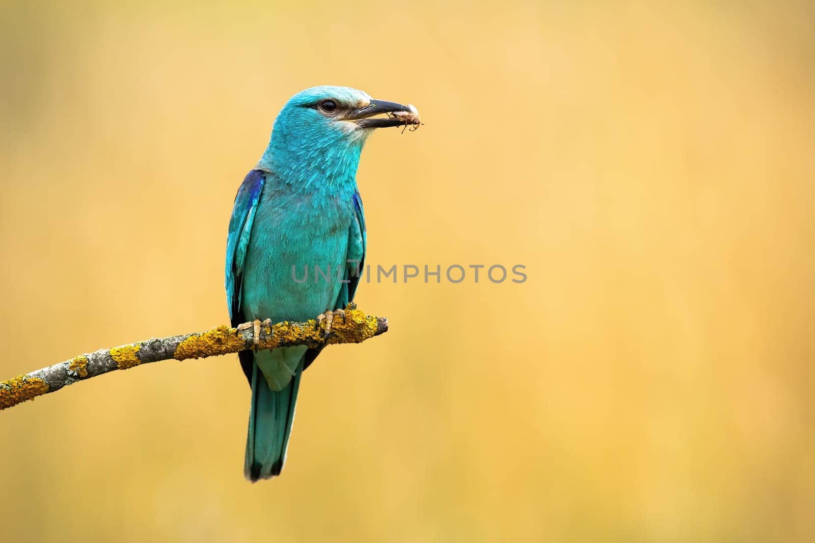 European roller, coracias garrulus, holding insect in beak on branch in summer. Turquoise bird sitting on twig with copy space. Color feathered animal resting on bough in summertime.