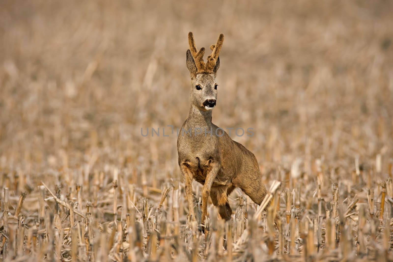 Roe deer, capreolus capreolus, buck approaching from front on a corn stubble field. Roebuck with growing antlers covered in velvet in spring nature. Concept of camouflage and mimicry of wild animals.