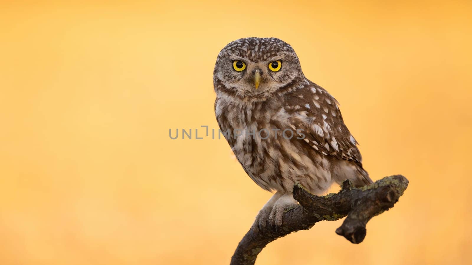 Curious little owl, athene noctua, sitting on a branch with background illuminated by sun in summer. Wondering wild animal perched on a tree isolated on blurred backdrop.