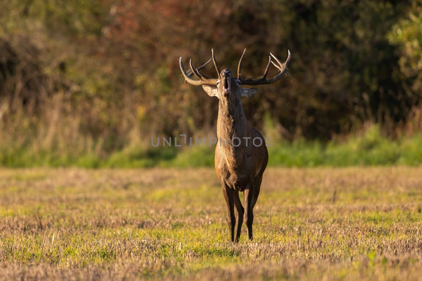 Red deer, cervus elaphus, stag with antlers roaring on a meadow in rutting season illuminated by morning sun. Front view of bellowing wild mammal with copy space.